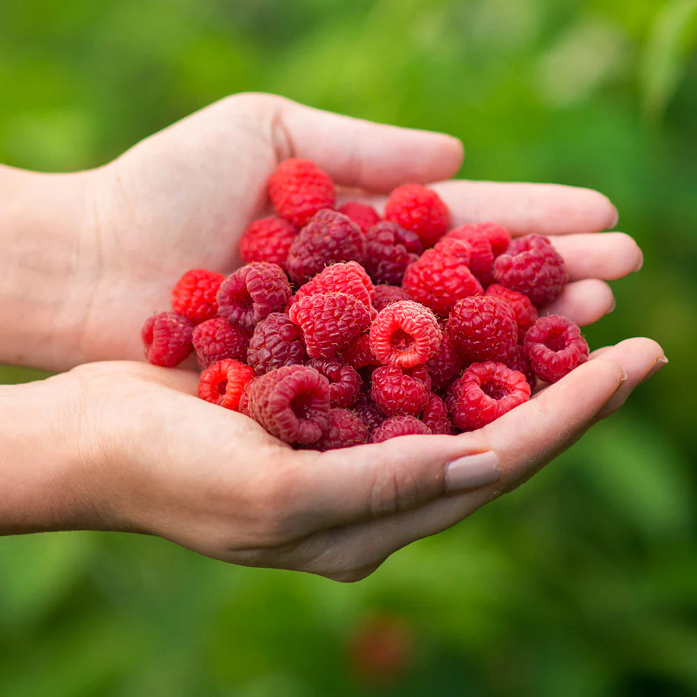 WILLAMETTE RASPBERRY 6gal