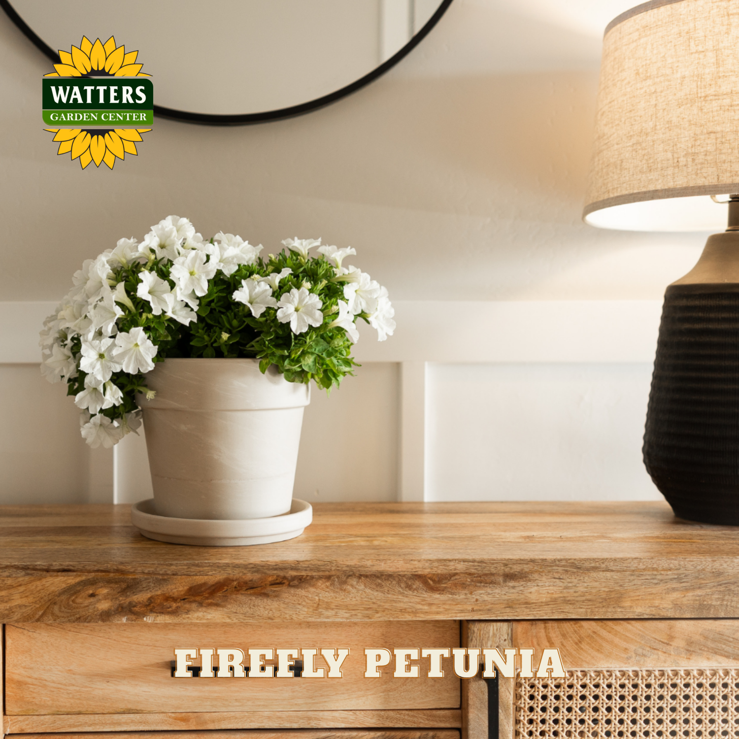 Potted white petunia on a wooden surface with Watters Garden Center logo.