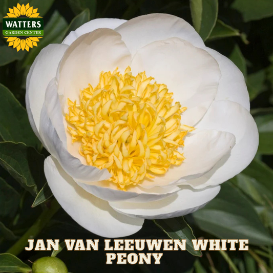 JAN VAN LEEUWEN WHITE PEONY 2gal