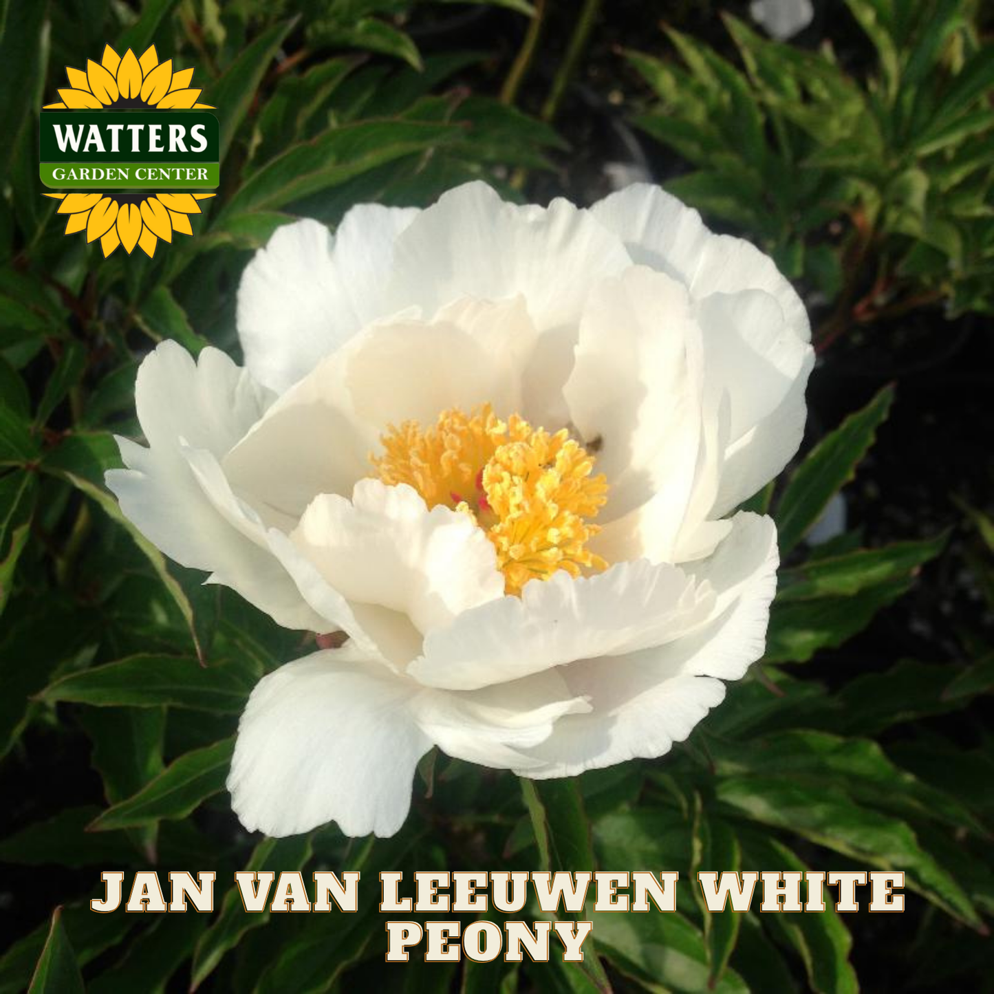 JAN VAN LEEUWEN WHITE PEONY 2gal