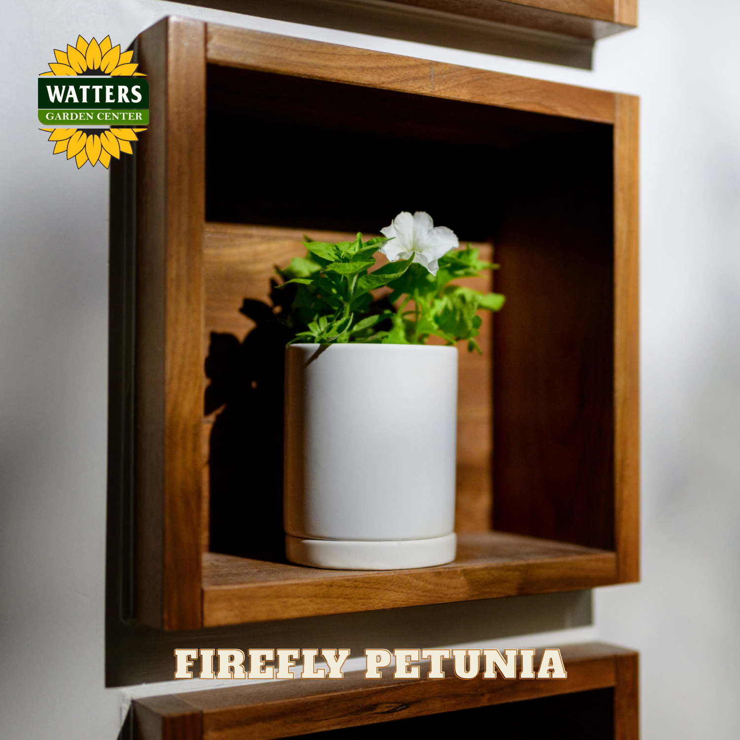 White pot with a firefly petunia on a wooden shelf, Watters Garden Center logo visible
