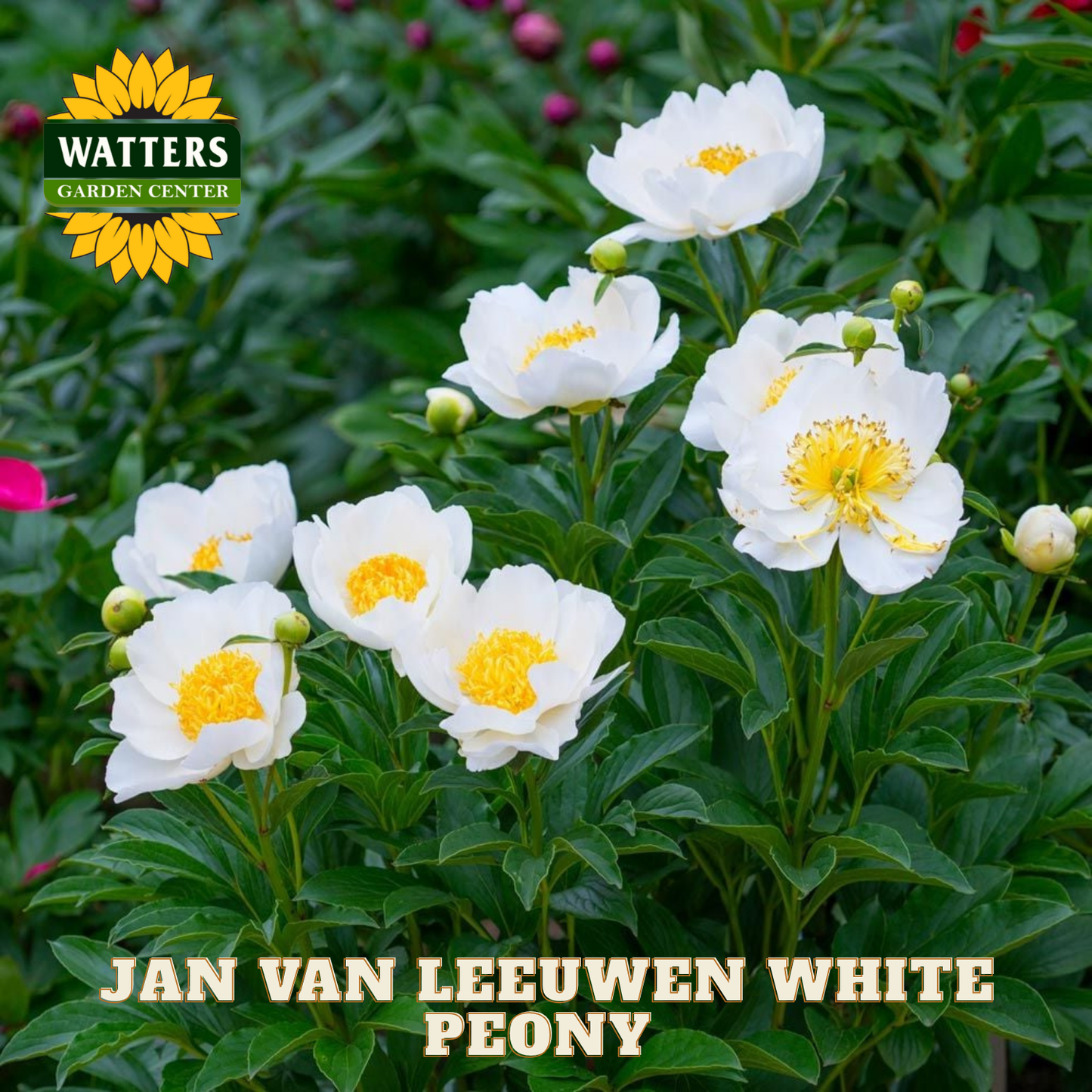 JAN VAN LEEUWEN WHITE PEONY 2gal