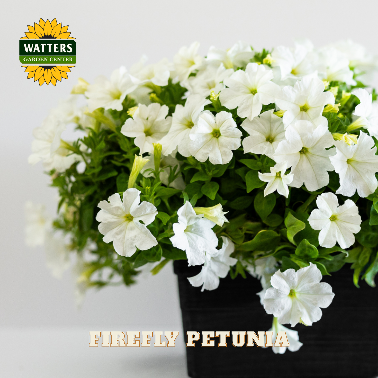 Potted white petunia plant with 'Watters Garden Center' logo in the corner.