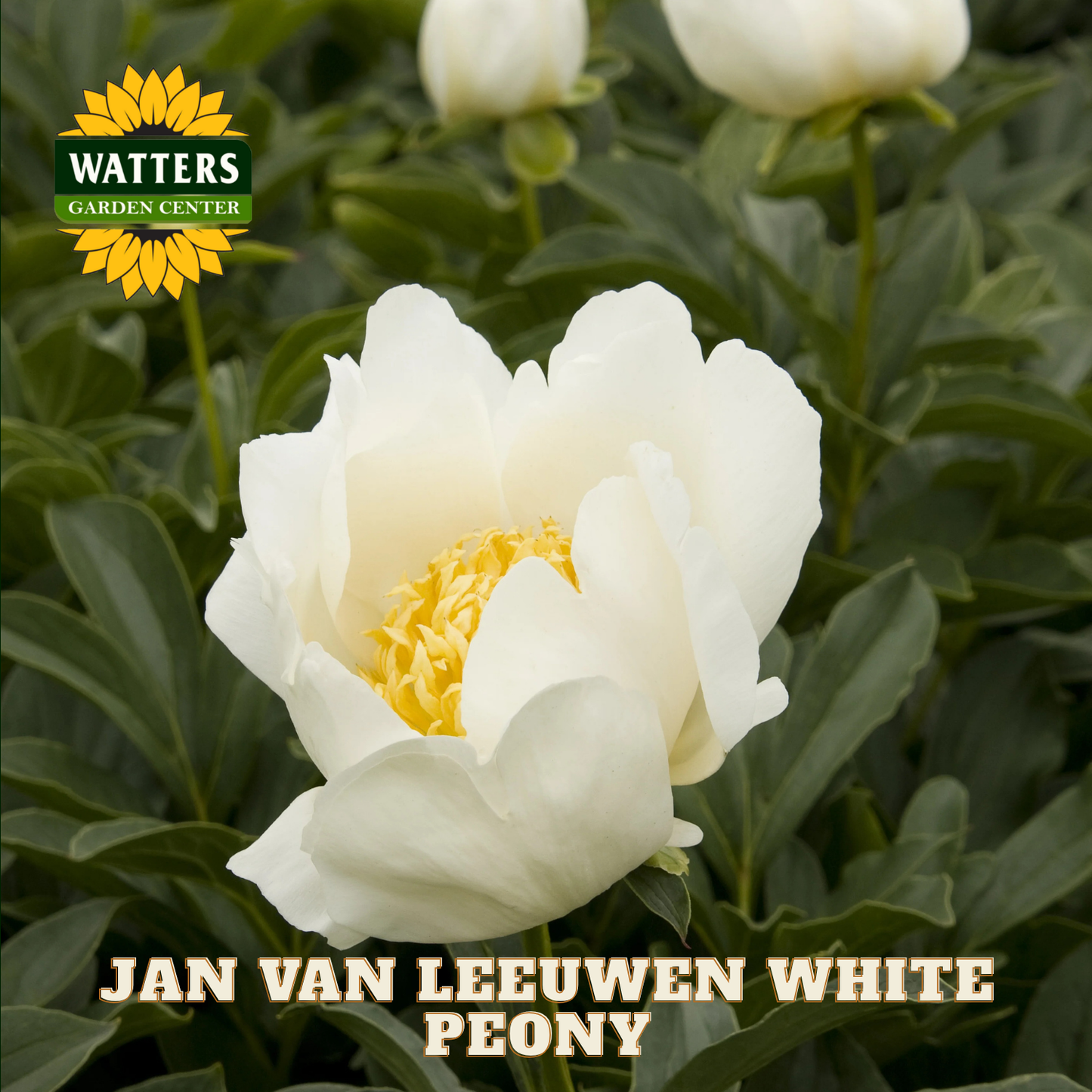 JAN VAN LEEUWEN WHITE PEONY 2gal