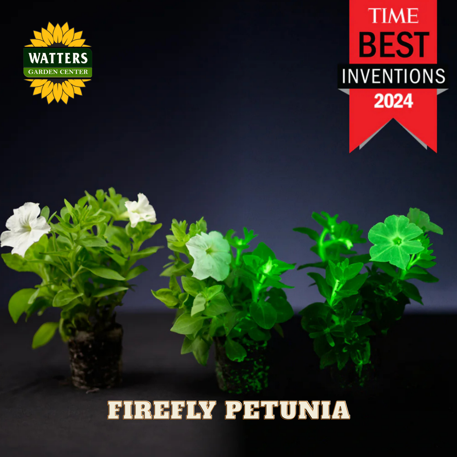 Firefly Petunia plants with glowing flowers on a dark background, featuring Watters Garden Center logo and 'Time Best Inventions 2024' label.