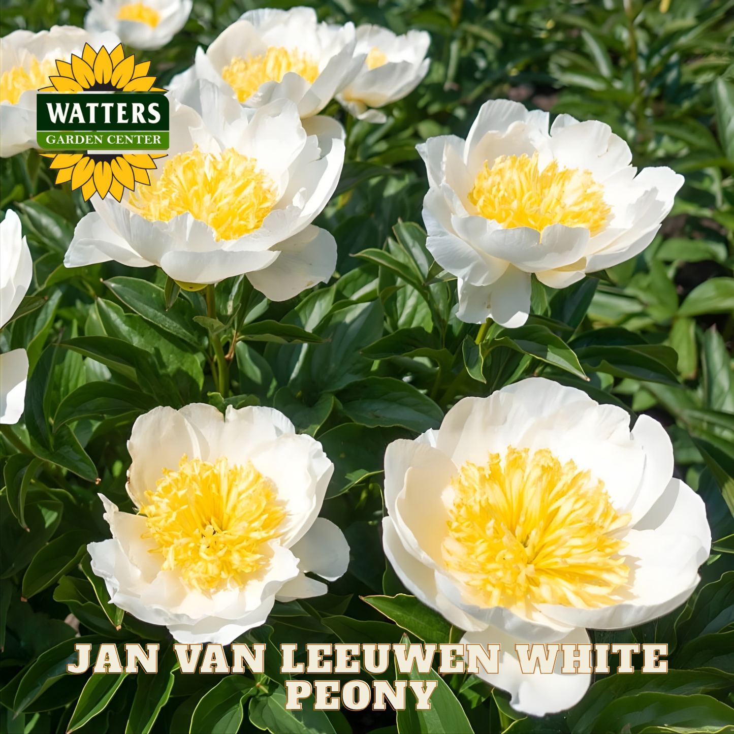 JAN VAN LEEUWEN WHITE PEONY 2gal