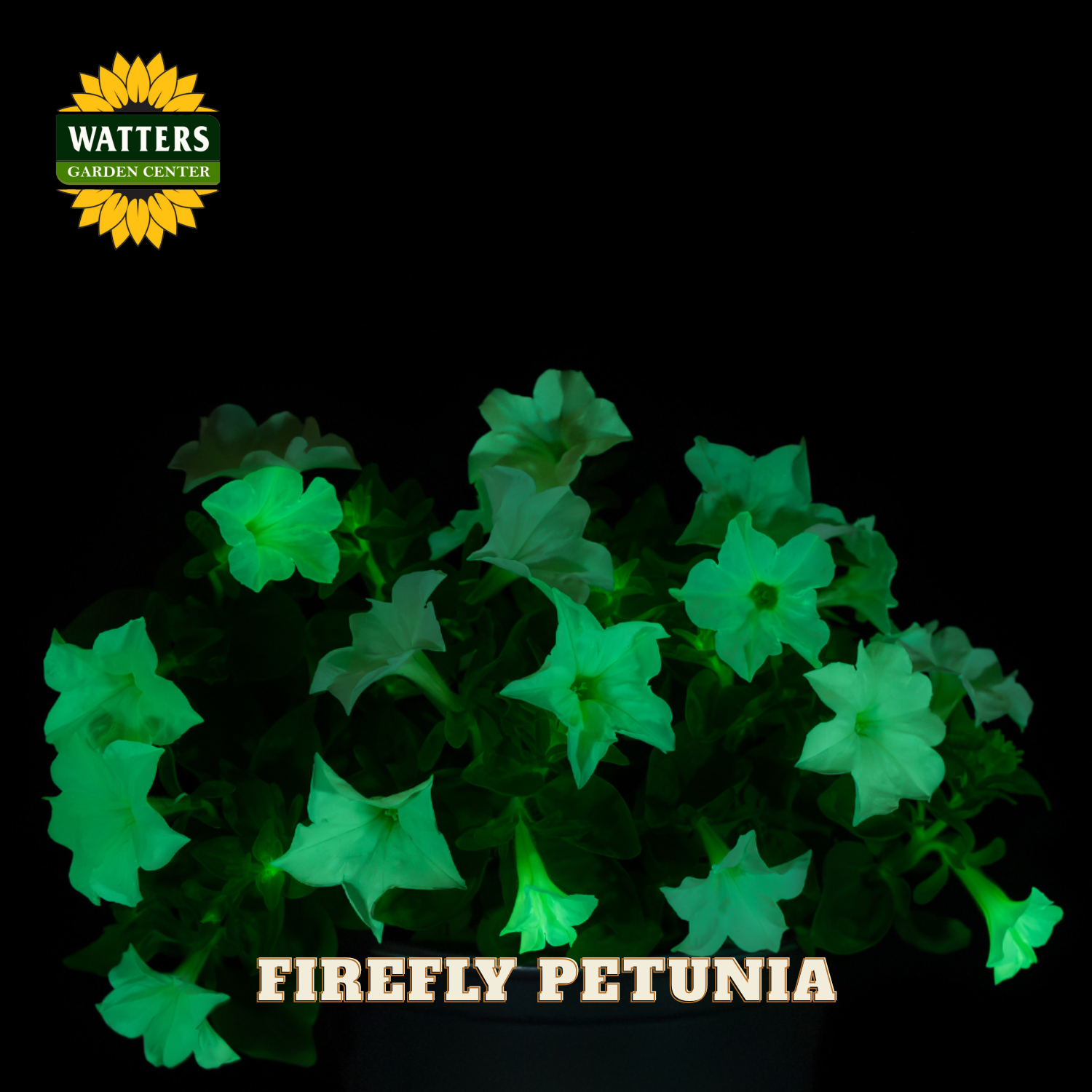 Glowing green flowers labeled 'Firefly Petunia' with Watters Garden Center logo.
