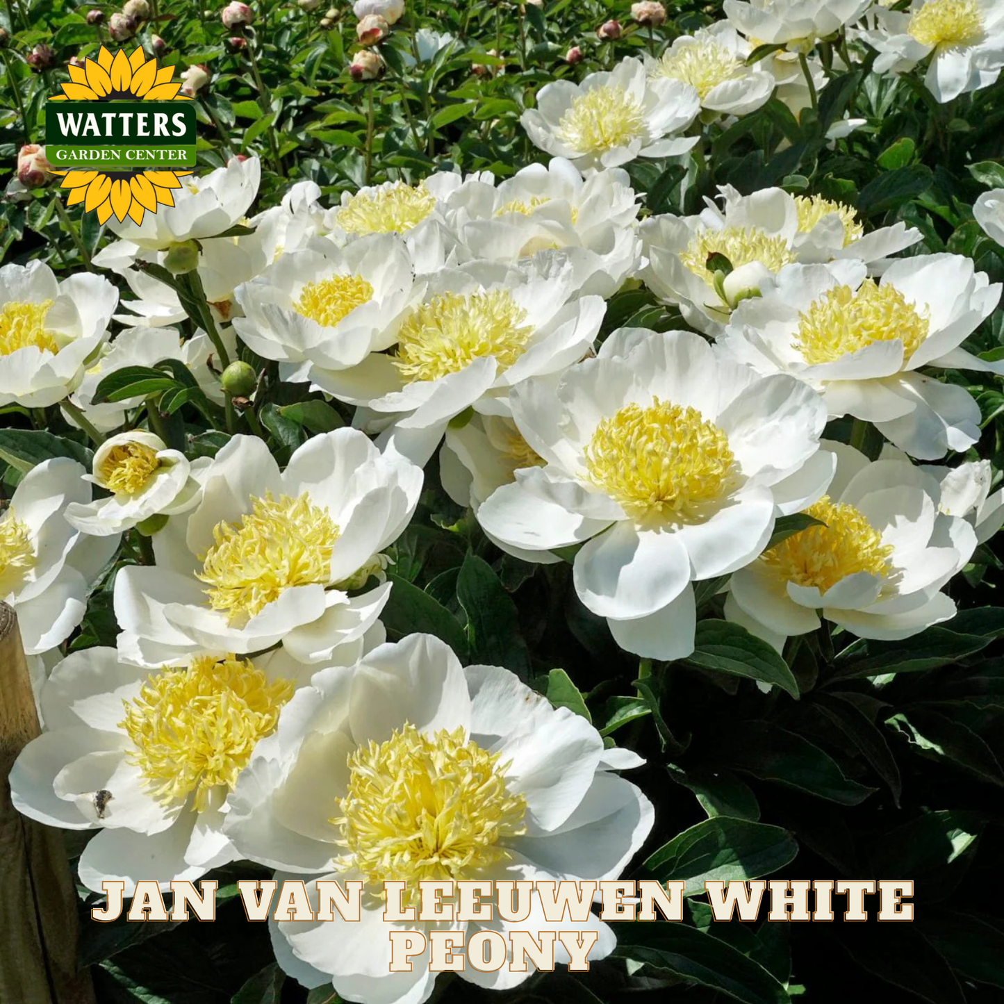 JAN VAN LEEUWEN WHITE PEONY 2gal