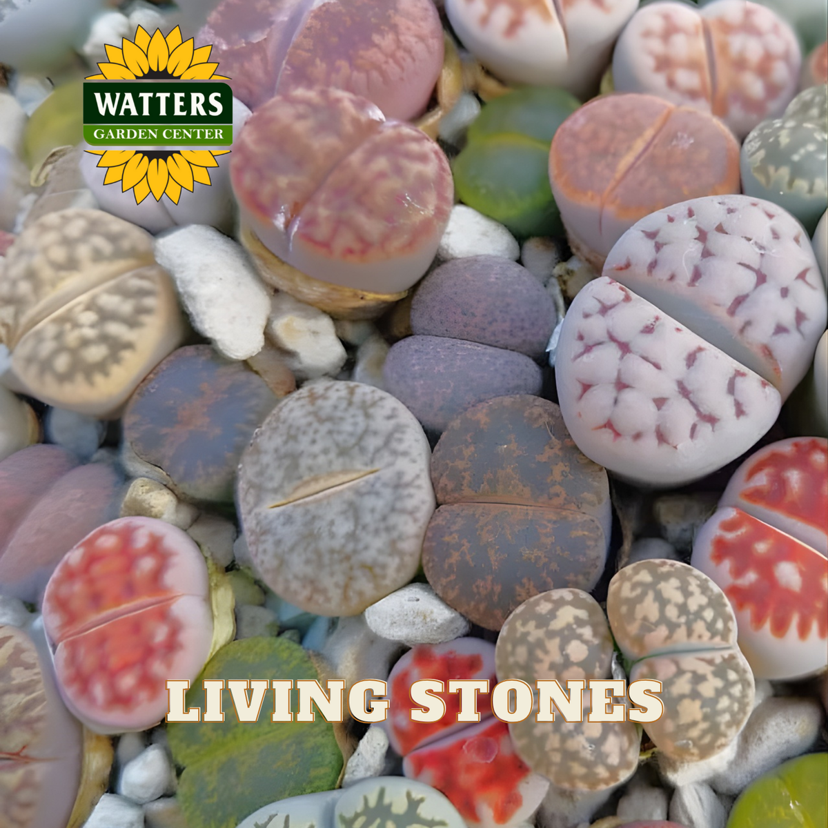Closeup view of the Living Stones Succulent.