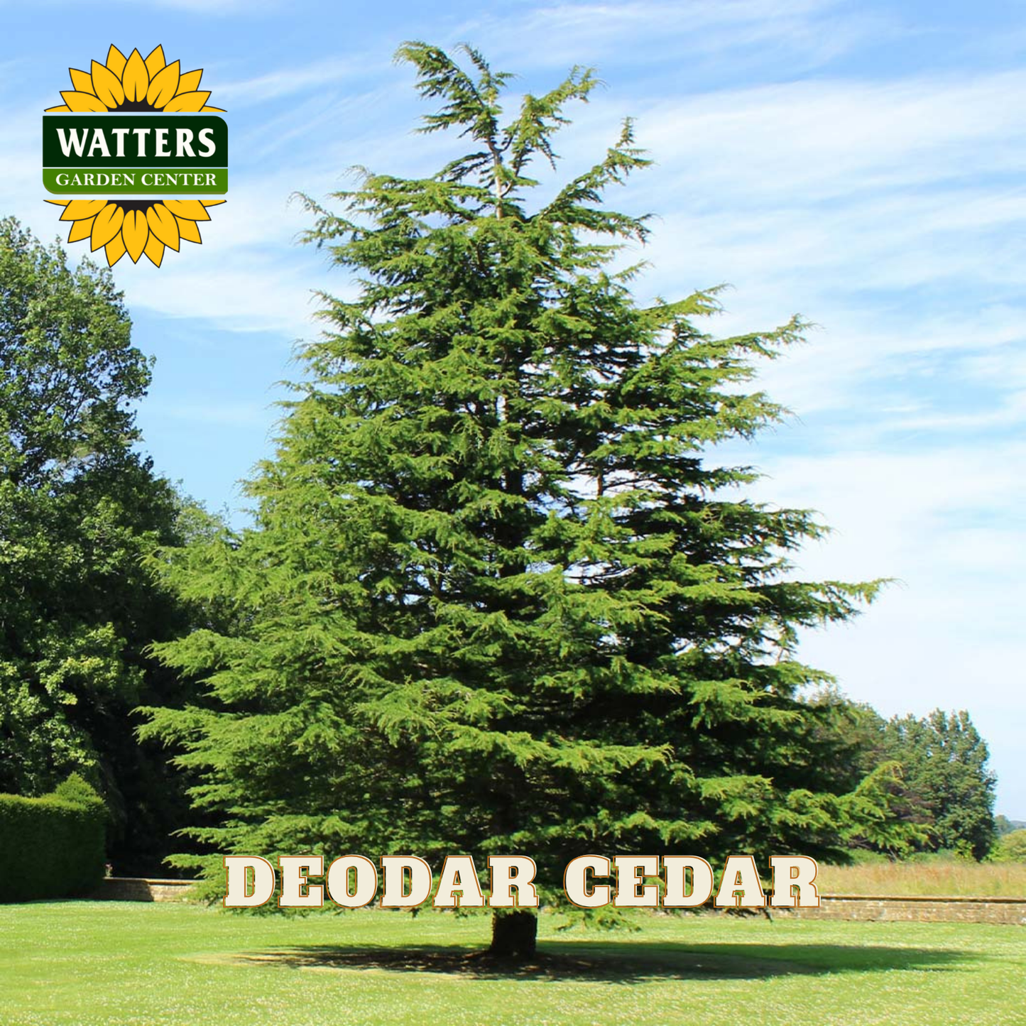 Deodar Cedar tree with Watters Garden Center logo in the corner