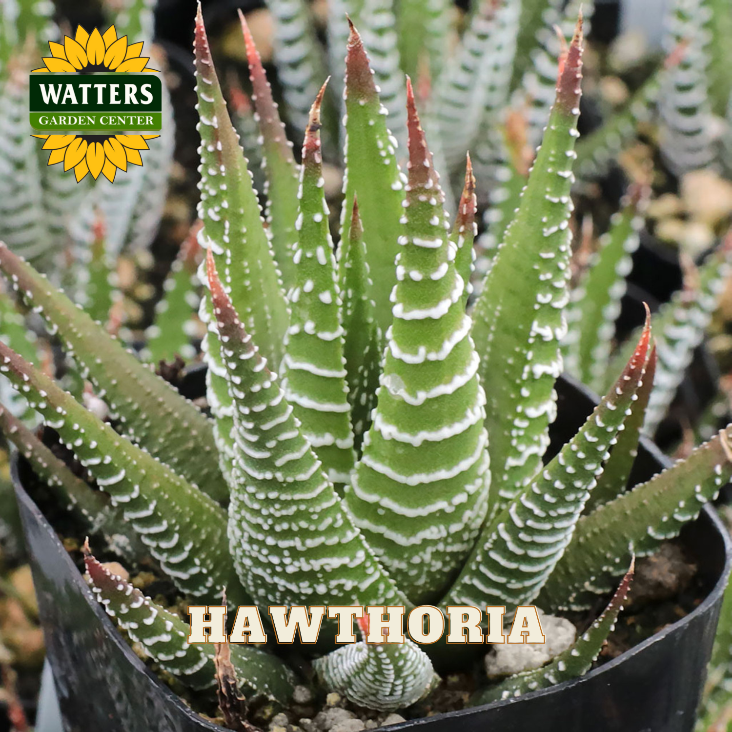 Haworthia plant with Watters Garden Center logo in the corner