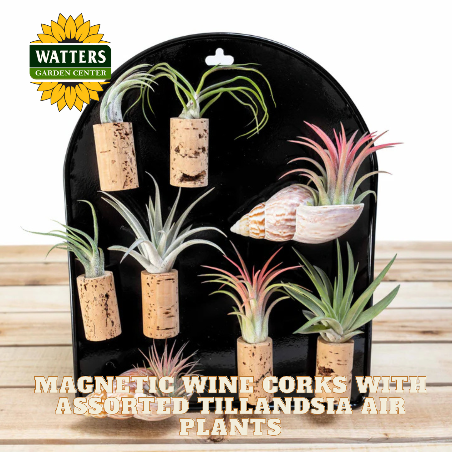Magnetic Wine Corks with Assorted Tillandsia Air Plants - Set of 3, 6 or 9