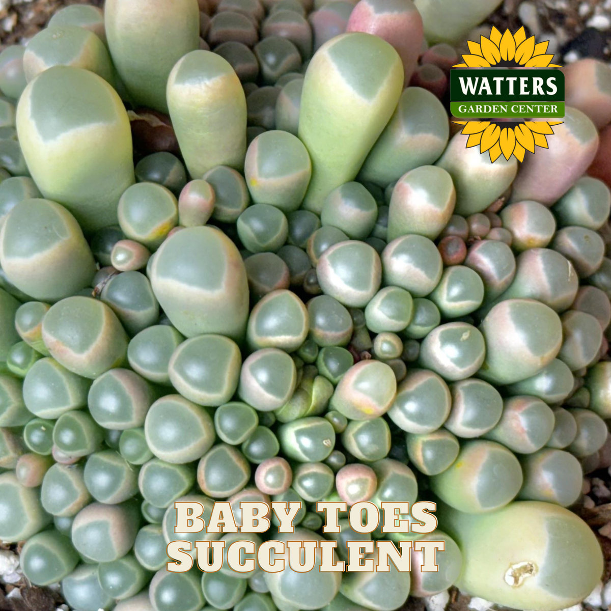 Close up of Baby Toes Succulent Plant.