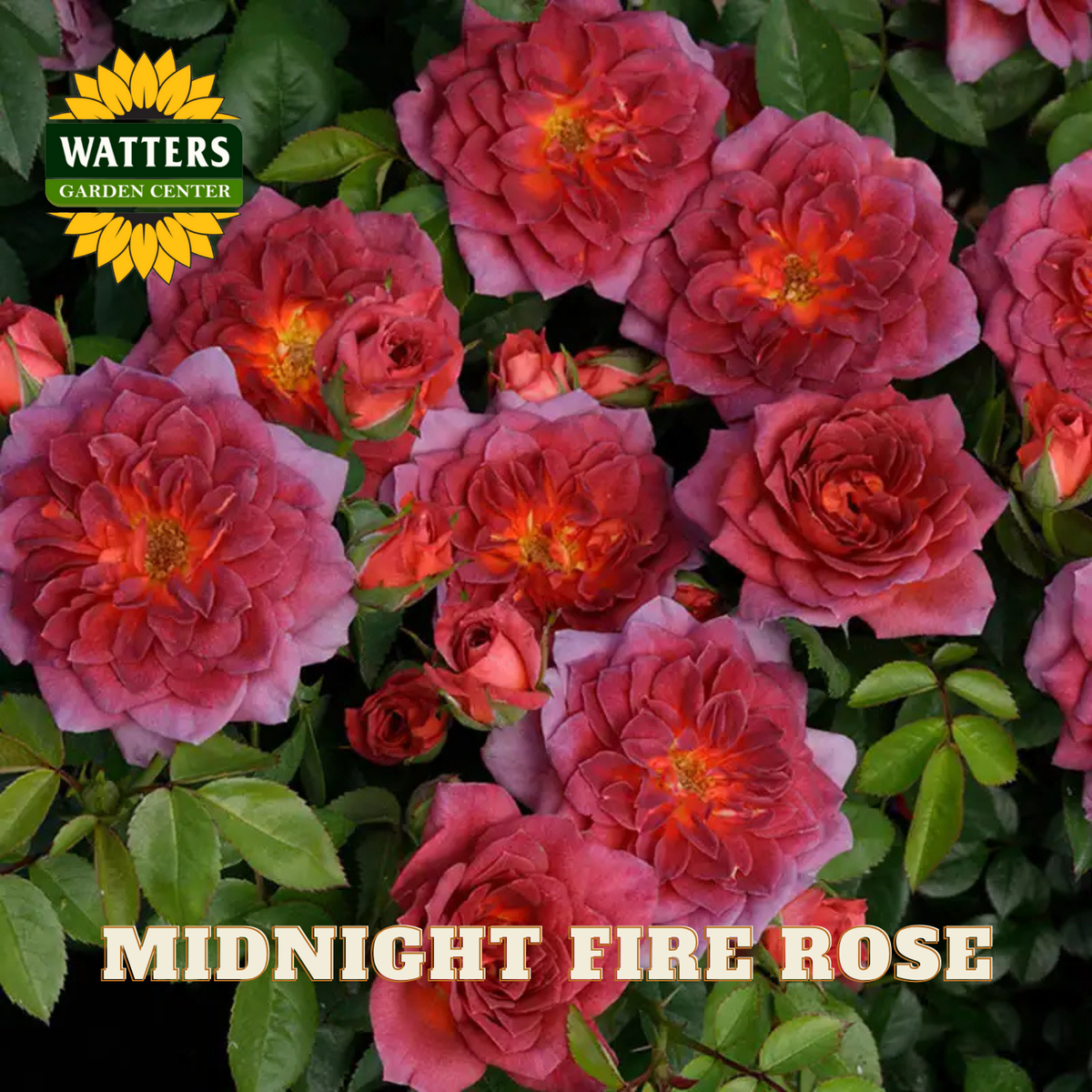 Cluster of pink and red roses with Watters Garden Center logo and 'Midnight Fire Rose' text.