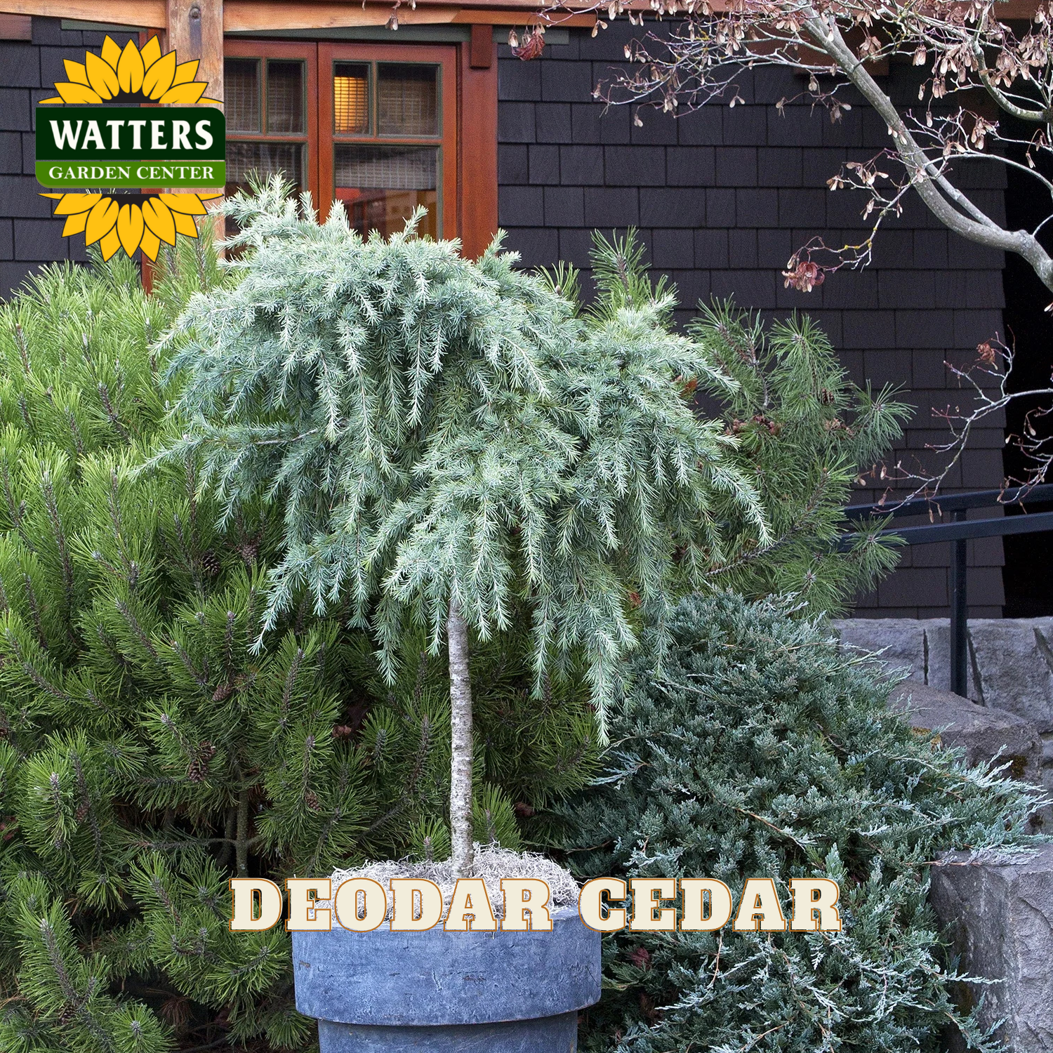 Deodar cedar plant in a pot with Watters Garden Center branding in the background.