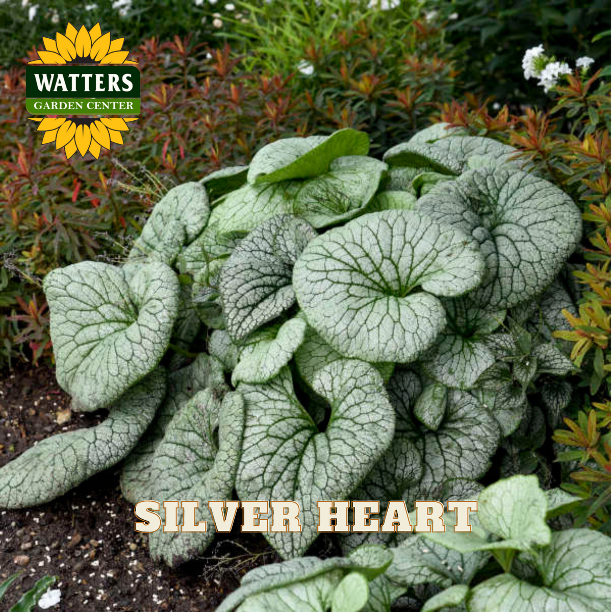 Green foliage with 'Silver Heart' label and Watters Garden Center logo.