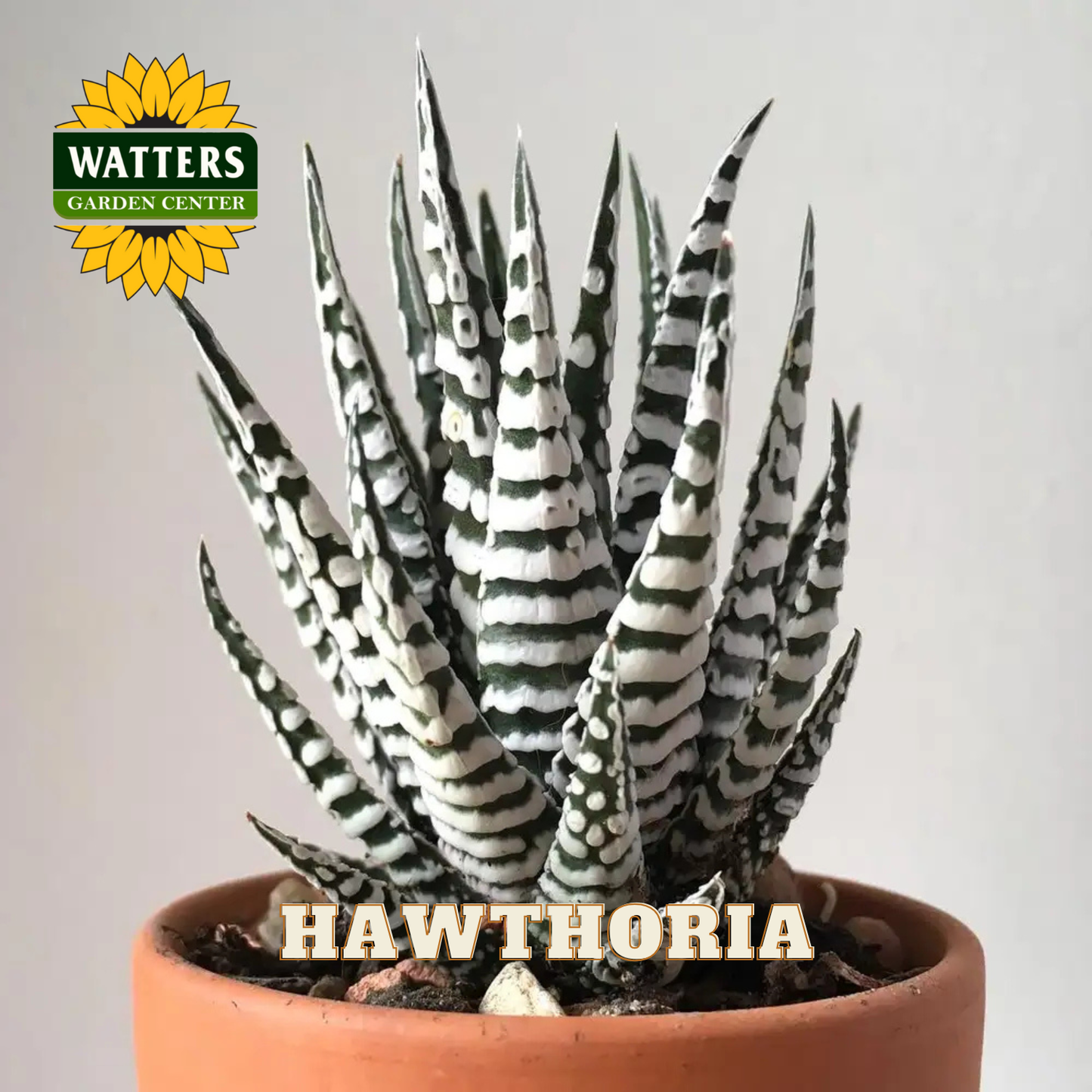 Potted plant with striped leaves labeled 'Hawthoria' on a plain background with Watters Garden Center logo.