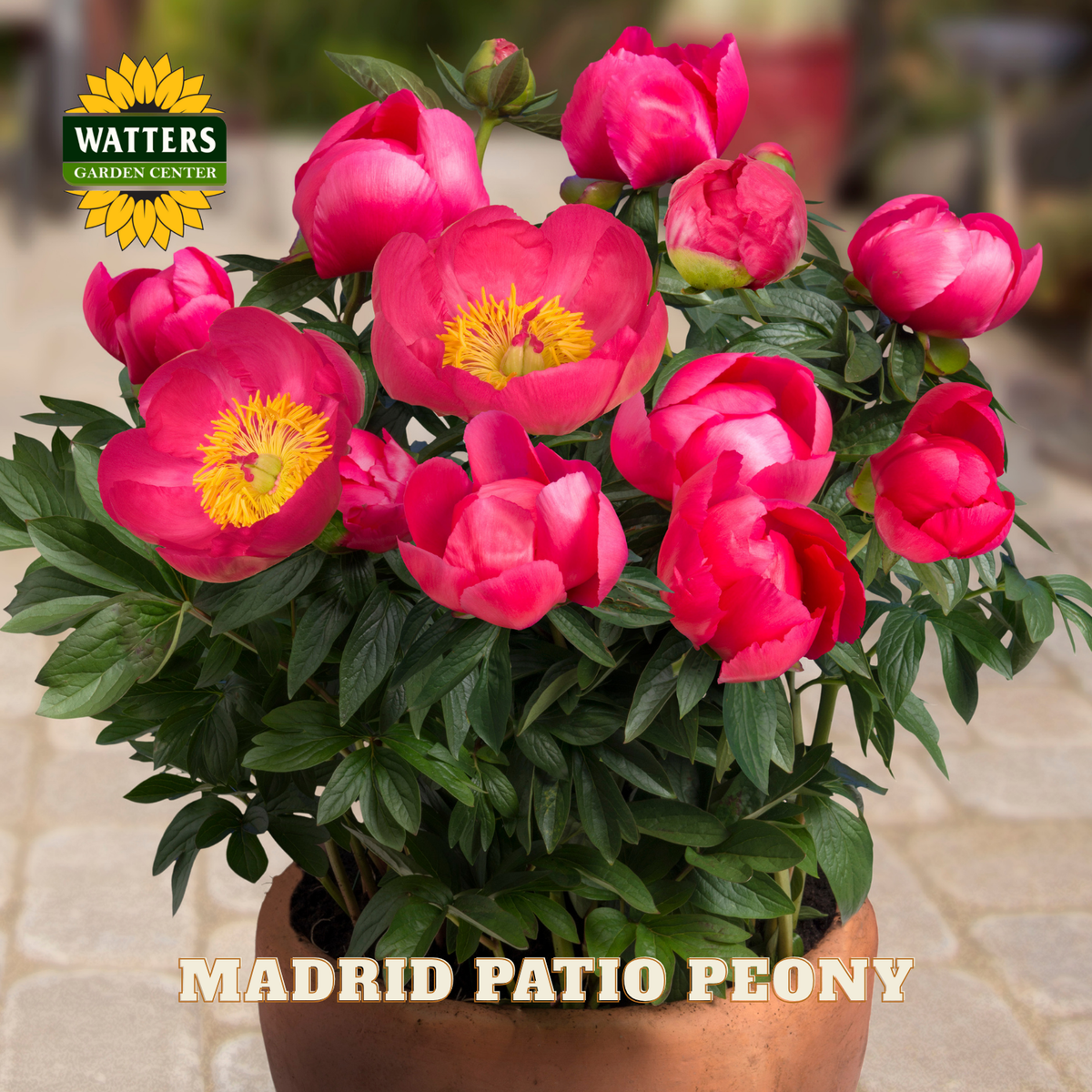 Potted Madrid Patio Peony with Watters Garden Center branding