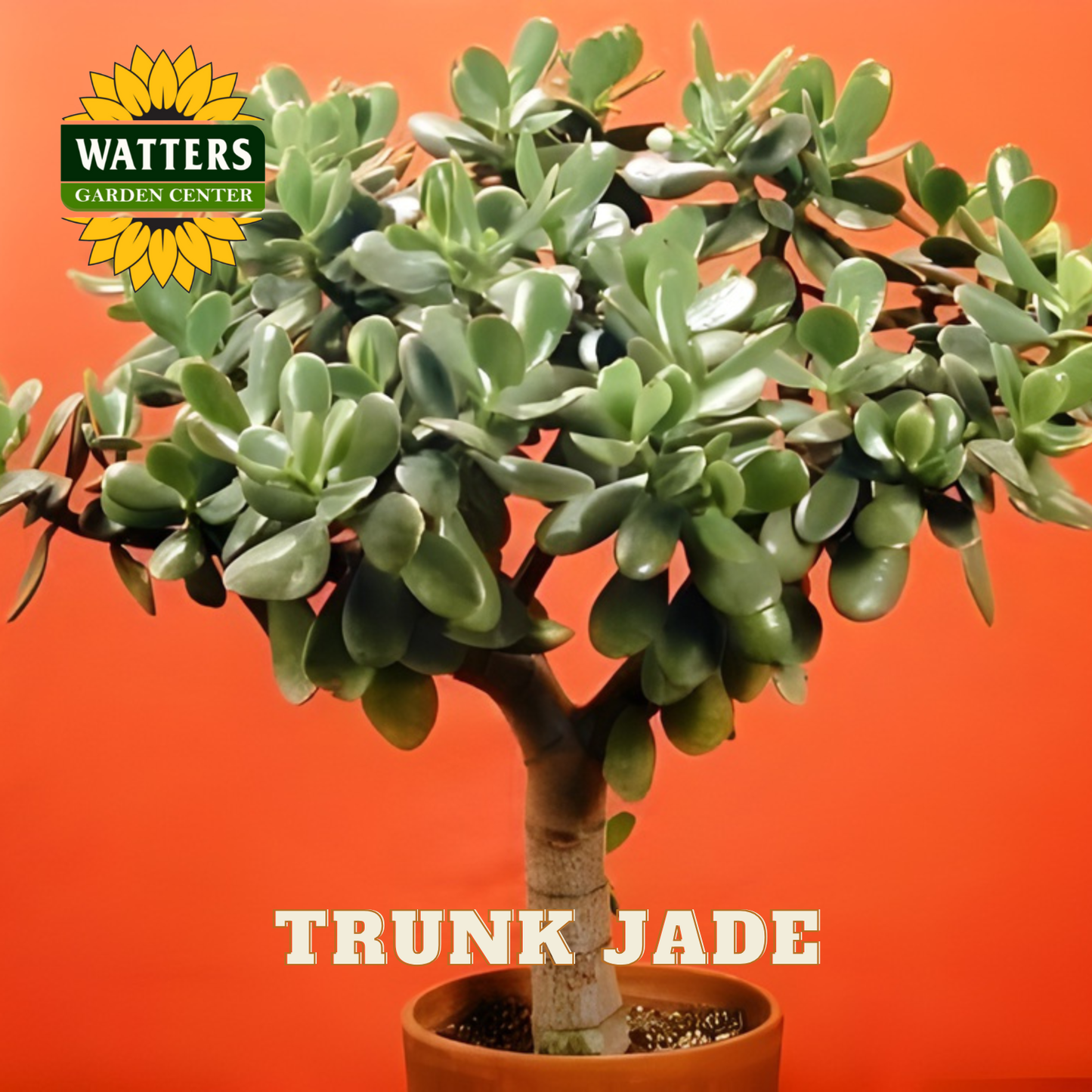 Trunk jade plant with Watters Garden Center logo on an orange background