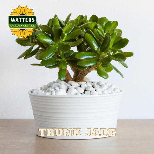 Trunk jade plant in a white pot with Watters Garden Center logo.