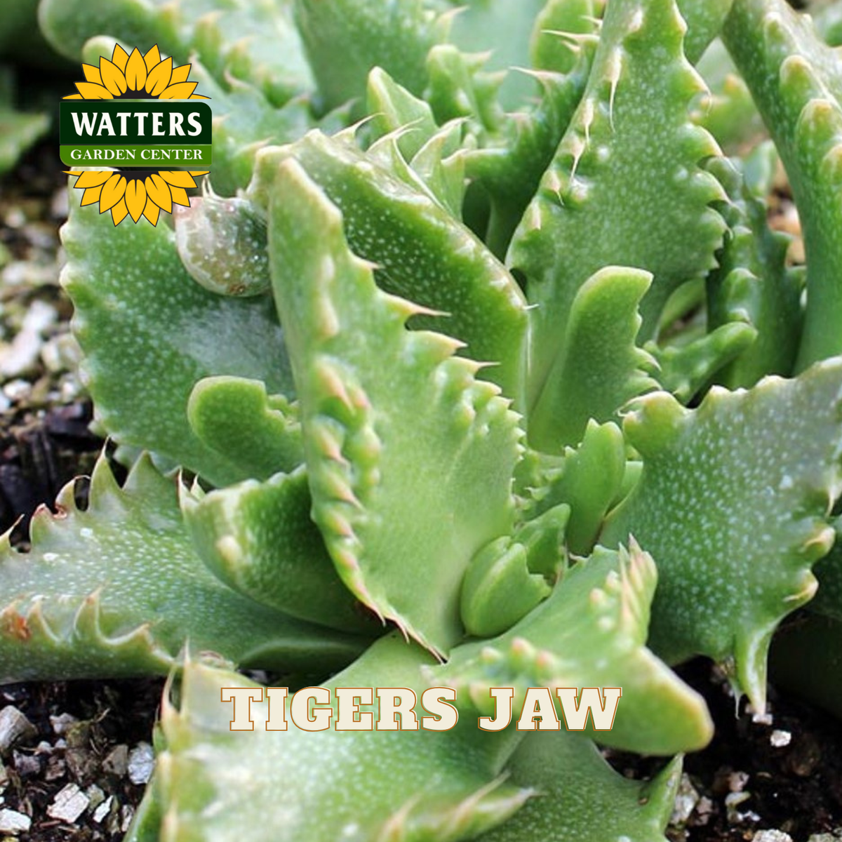 Tigers Jaw plant closeup.
