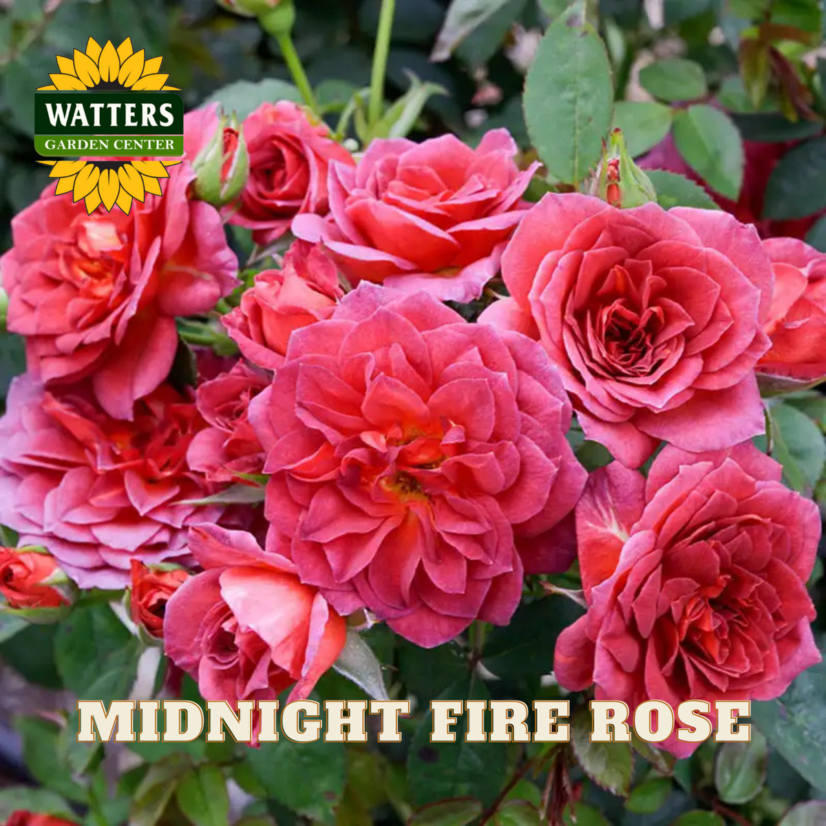 Bouquet of pink roses with Watters Garden Center logo and 'Midnight Fire Rose' text.