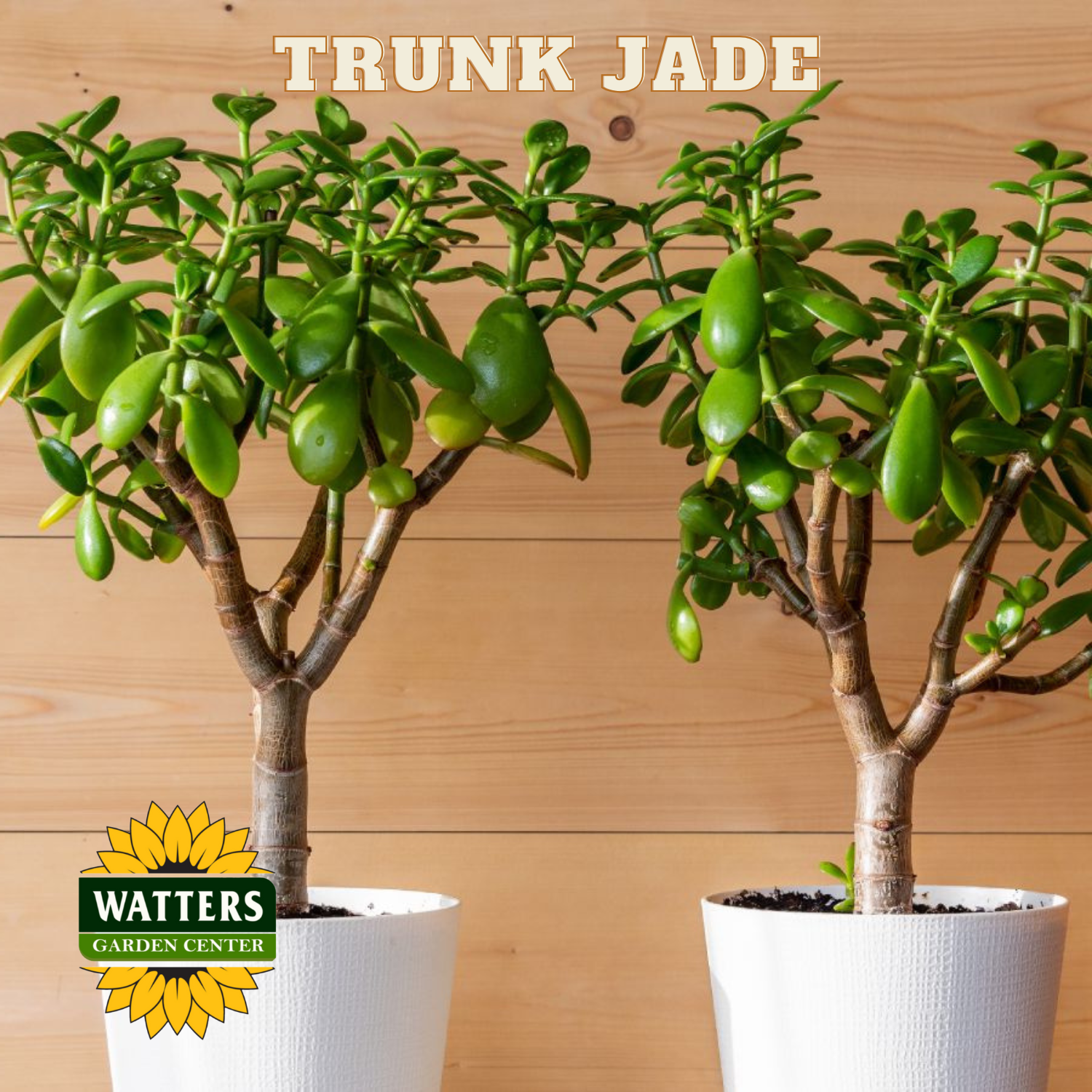 Two potted Trunk Jade plants with a wooden background and Watters Garden Center logo.