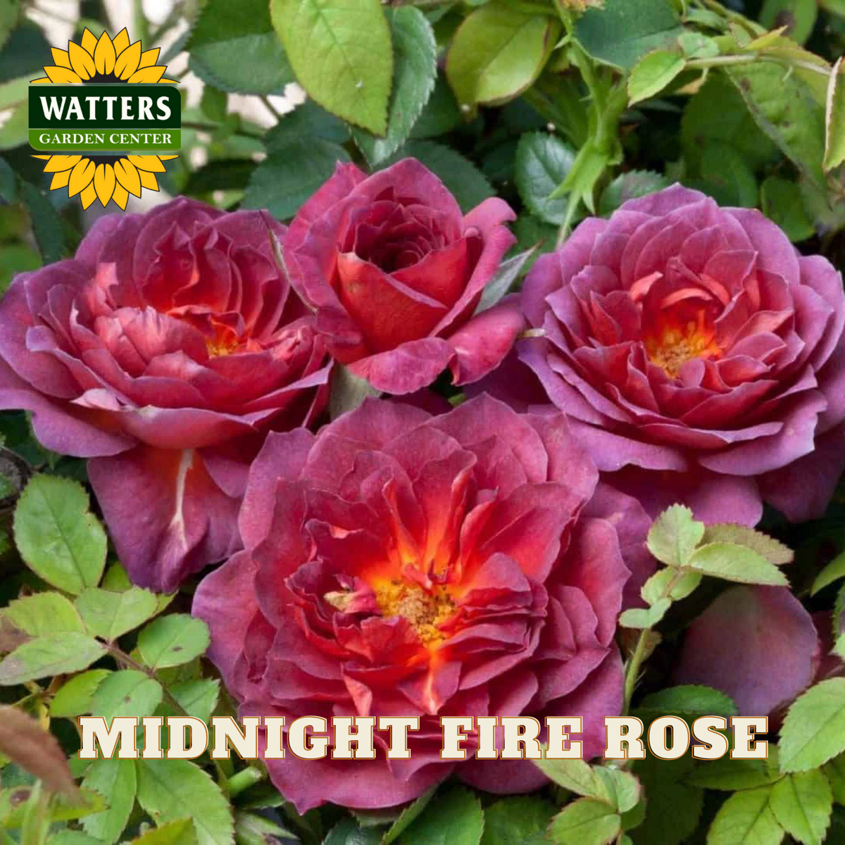 Pink roses with green leaves, labeled 'Watters Garden Center' and 'Midnight Fire Rose'.