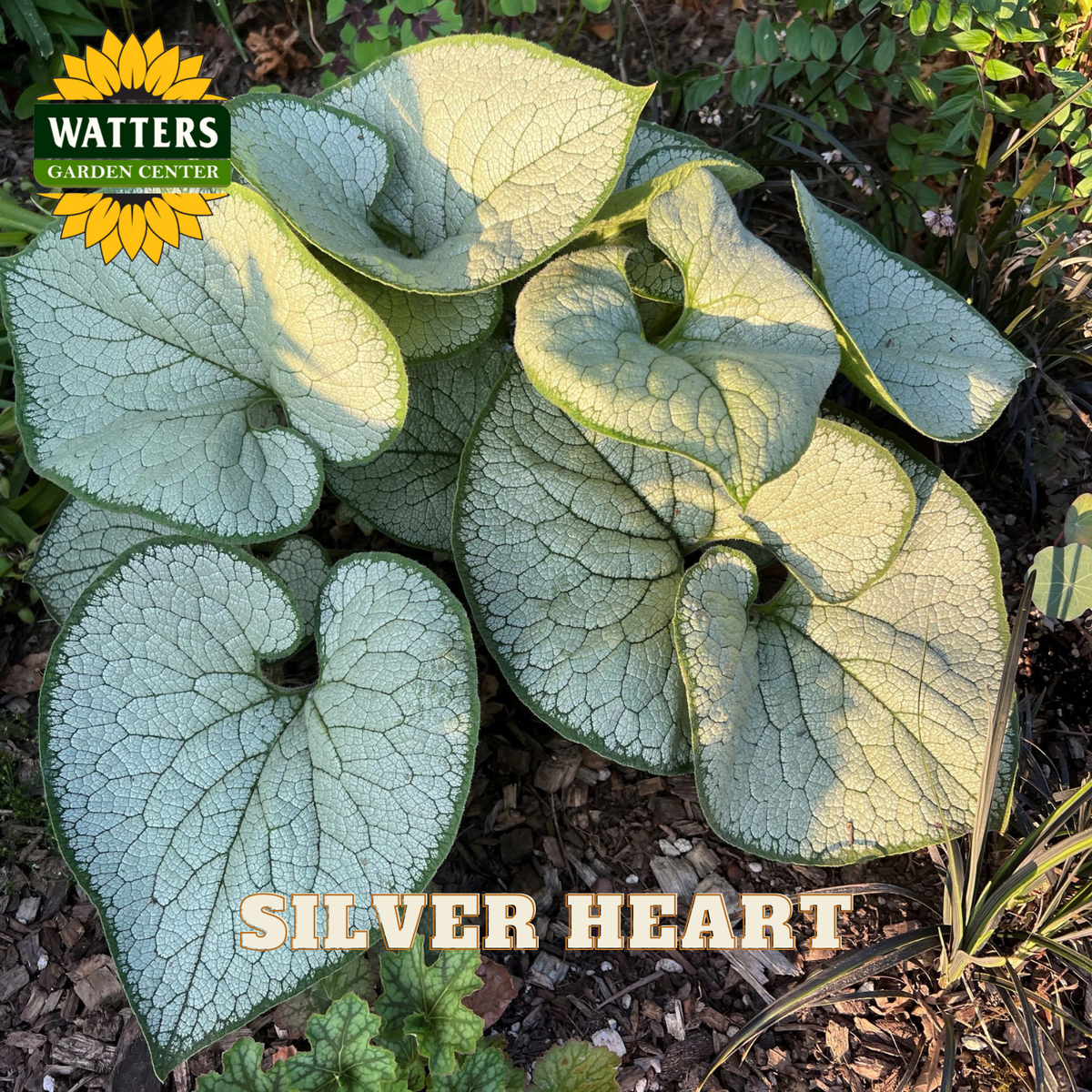 Silver heart plant with Watters Garden Center branding