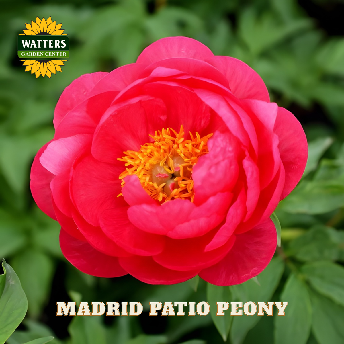 Pink peony flower with 'Watters Garden Center' logo and 'Madrid Patio Peony' text.