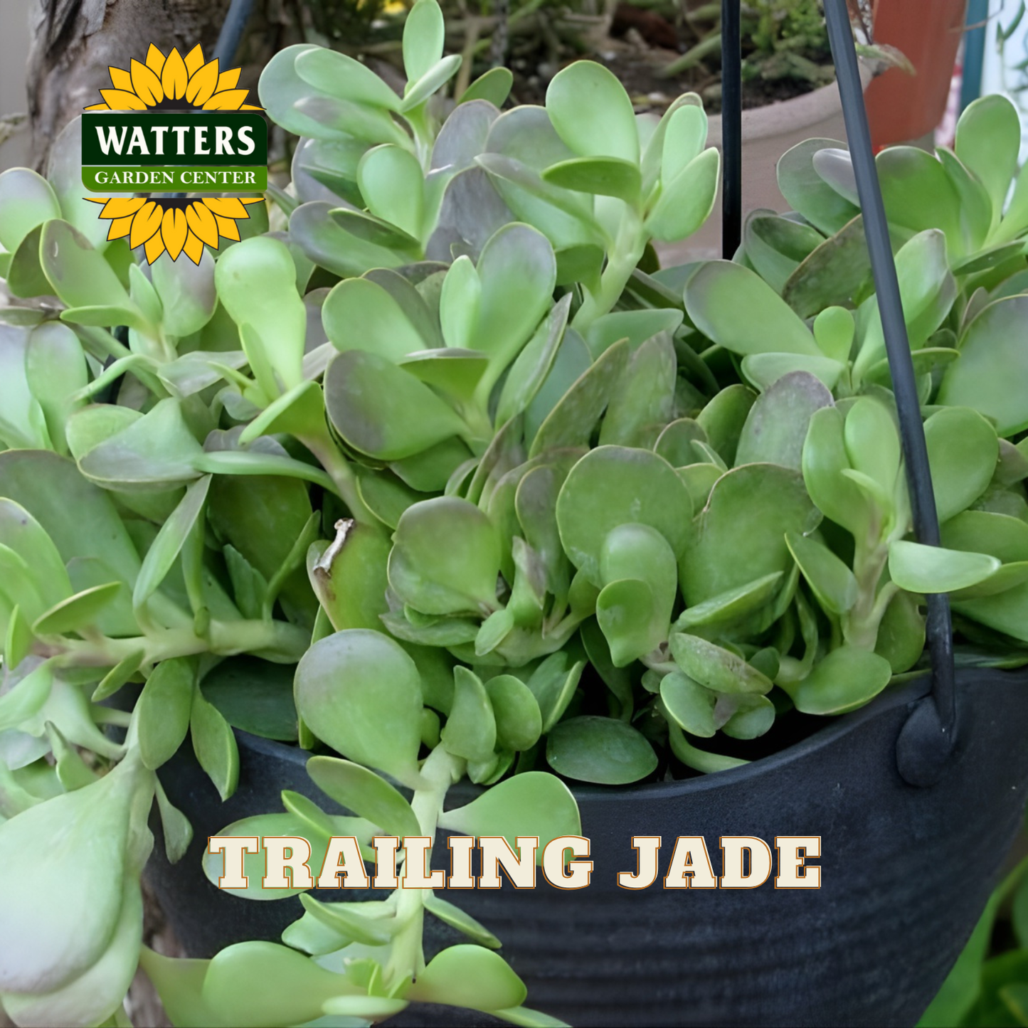 TRAILING JADE 6in