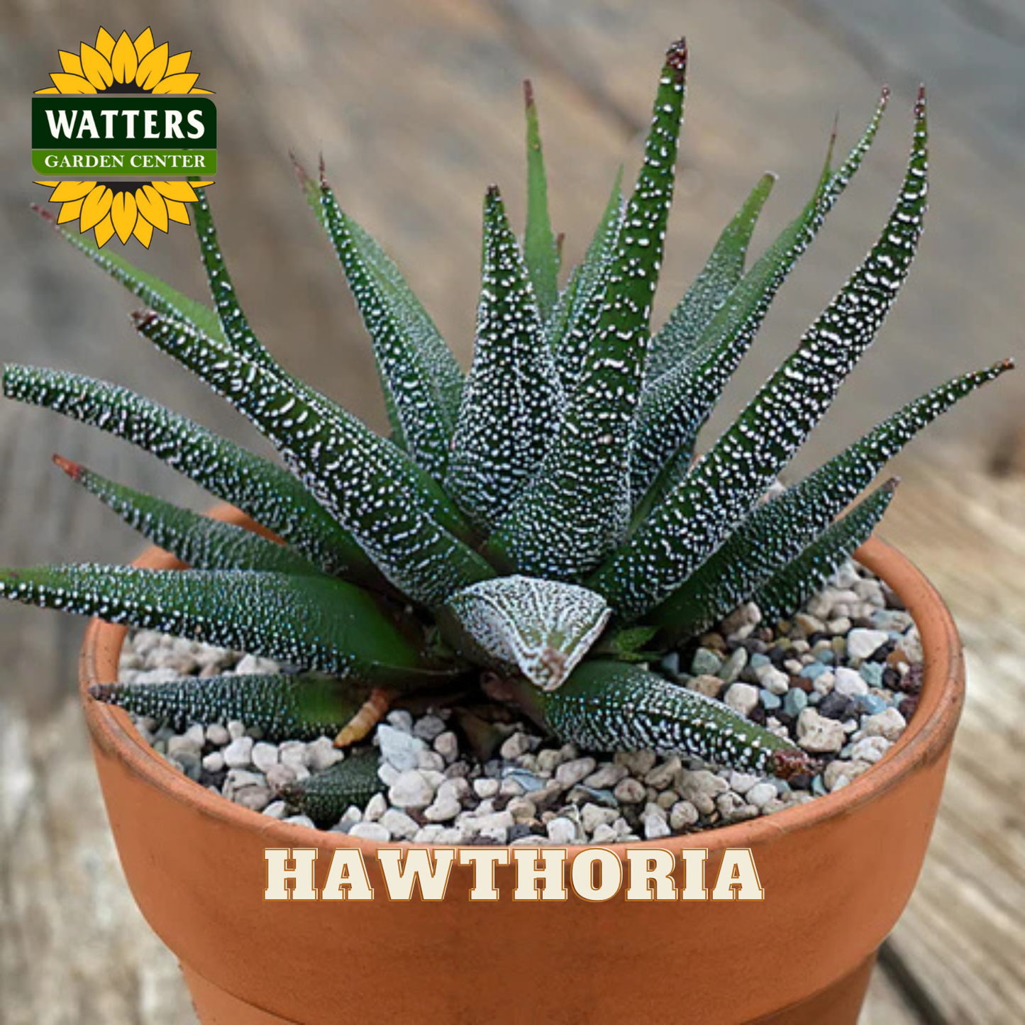Potted Haworthia plant with Watters Garden Center logo in the corner