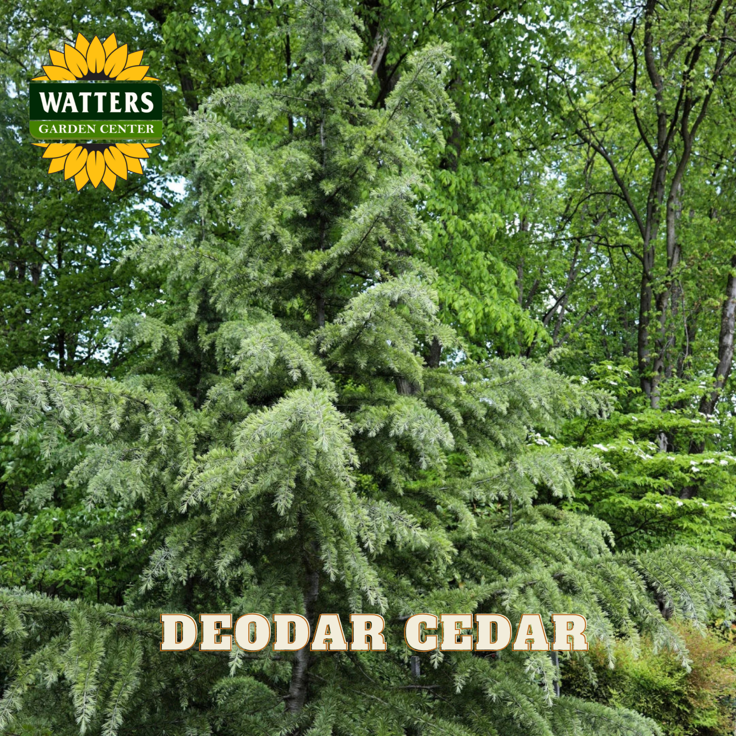 Deodar Cedar tree with Watters Garden Center logo in the corner