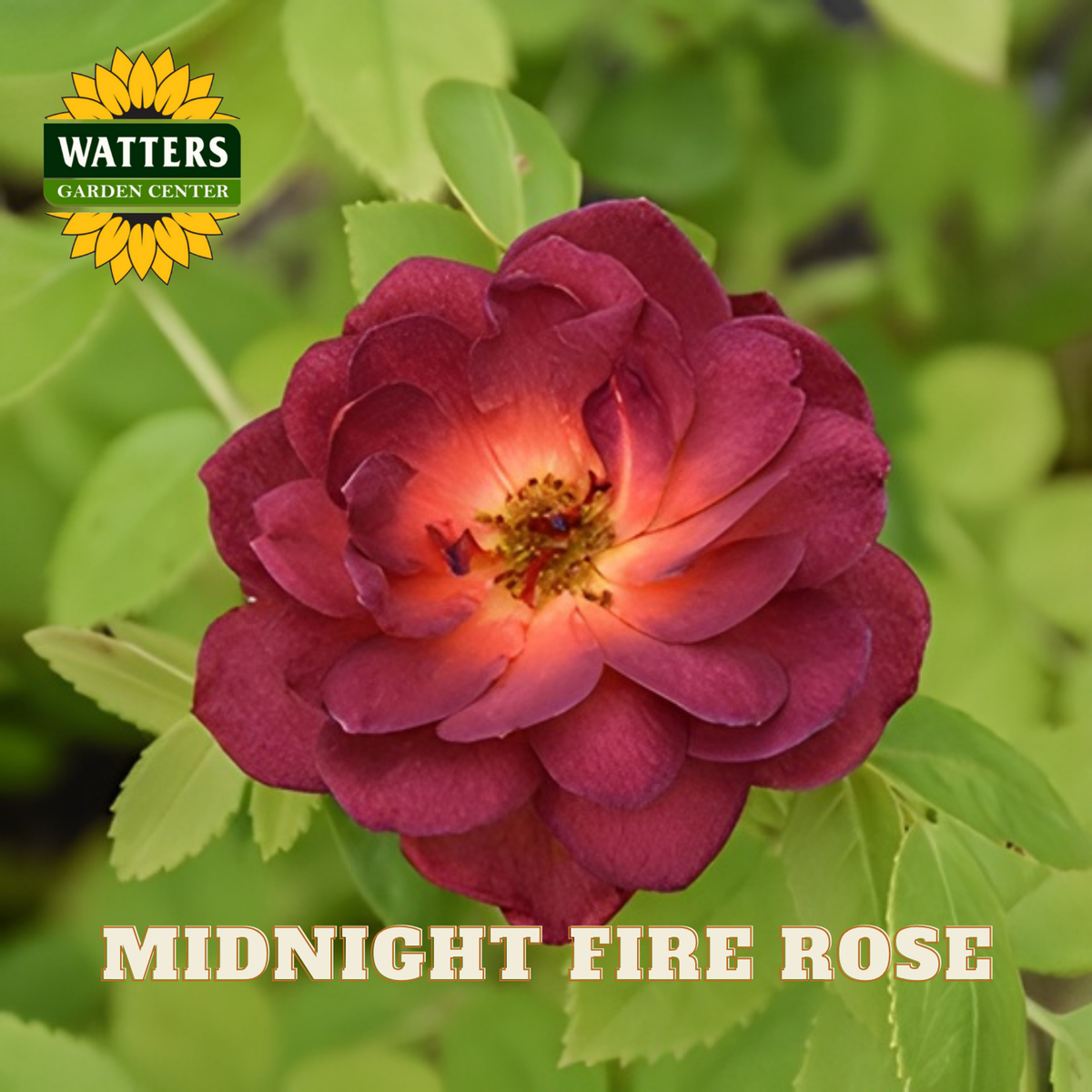 Red rose with green leaves and Watters Garden Center logo.