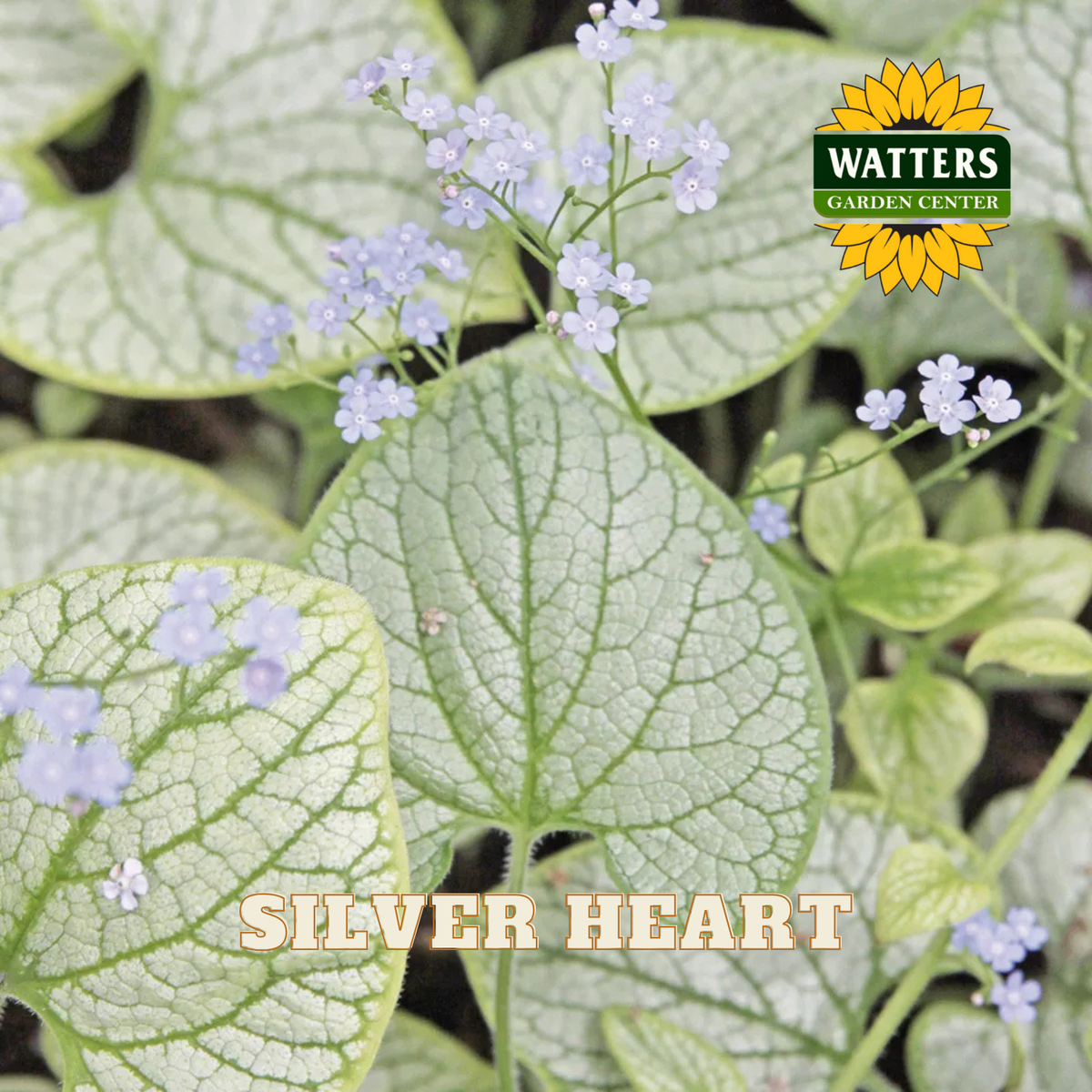 Close-up of 'Silver Heart' plant with Watters Garden Center logo.