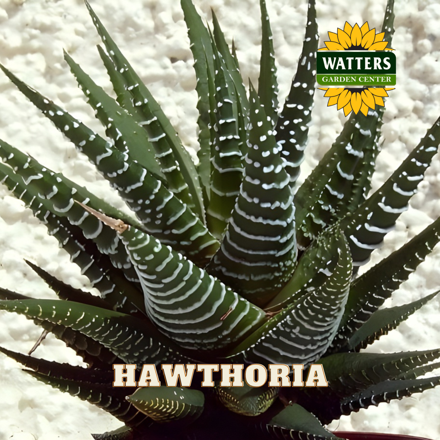 Haworthia plant with Watters Garden Center logo on a textured white background