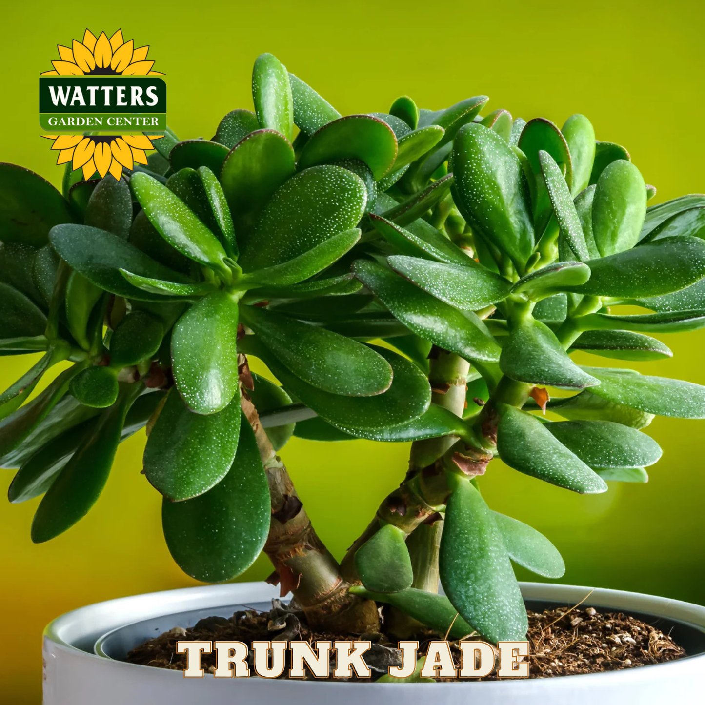Potted Trunk Jade plant with Watters Garden Center logo on a green background