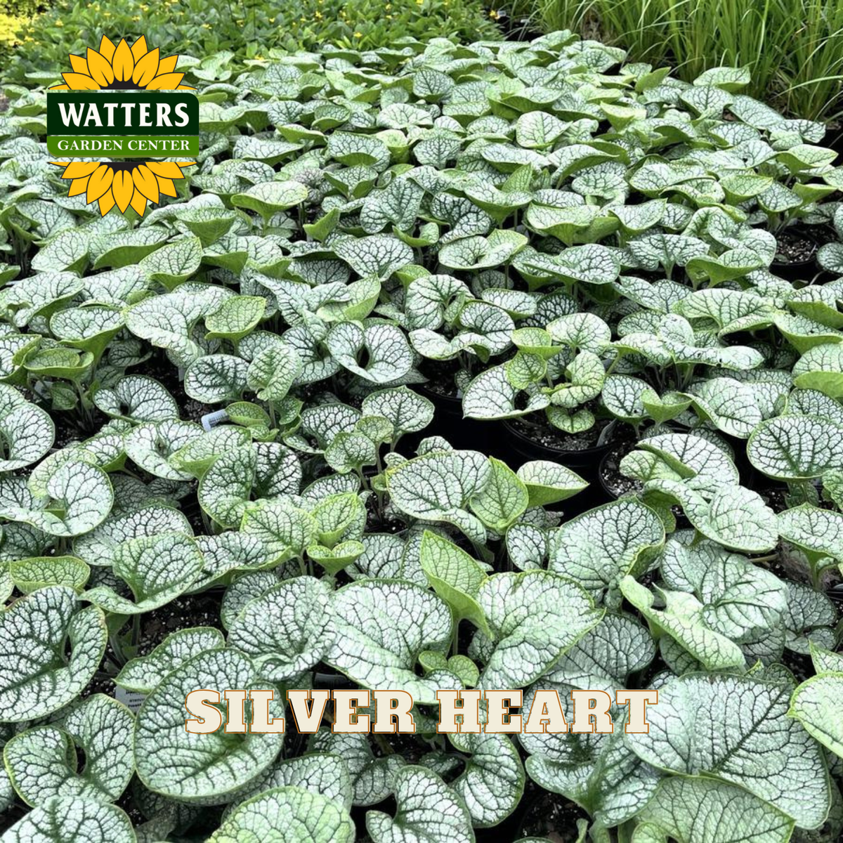 Silver heart plants with Watters Garden Center logo in the corner
