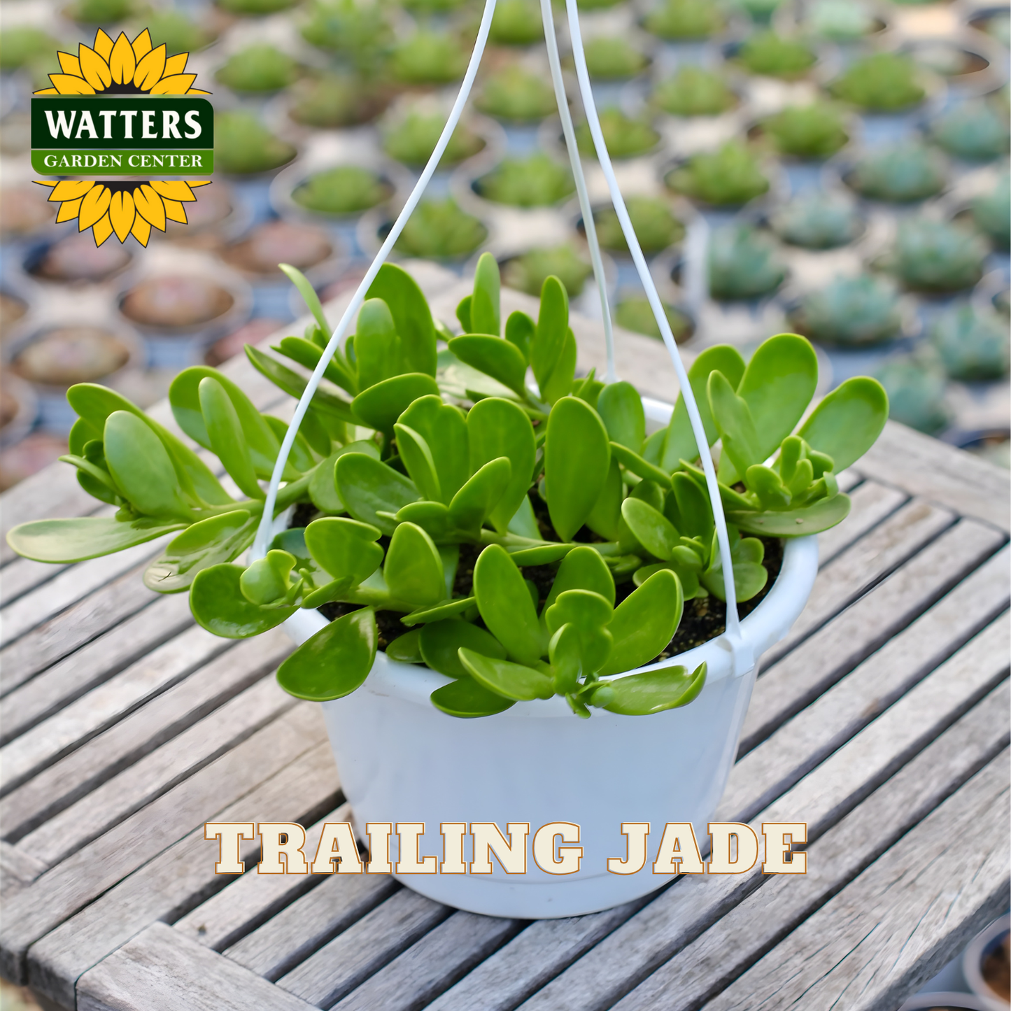 TRAILING JADE 6in