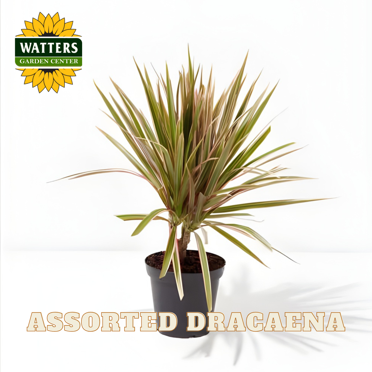Potted Dracaena plant with Watters Garden Center logo on a white background