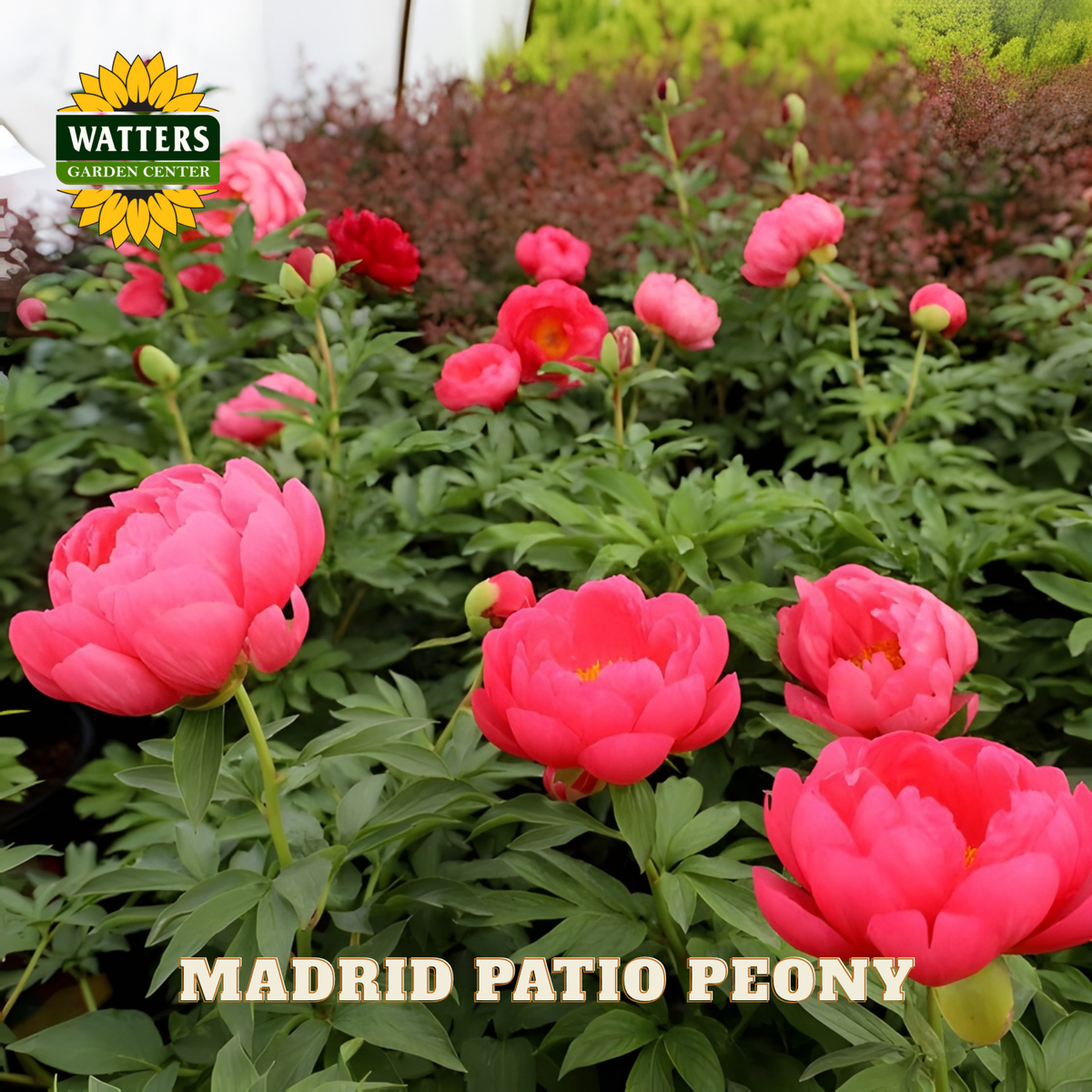 Pink patio peony flowers with Watters Garden Center logo in the background