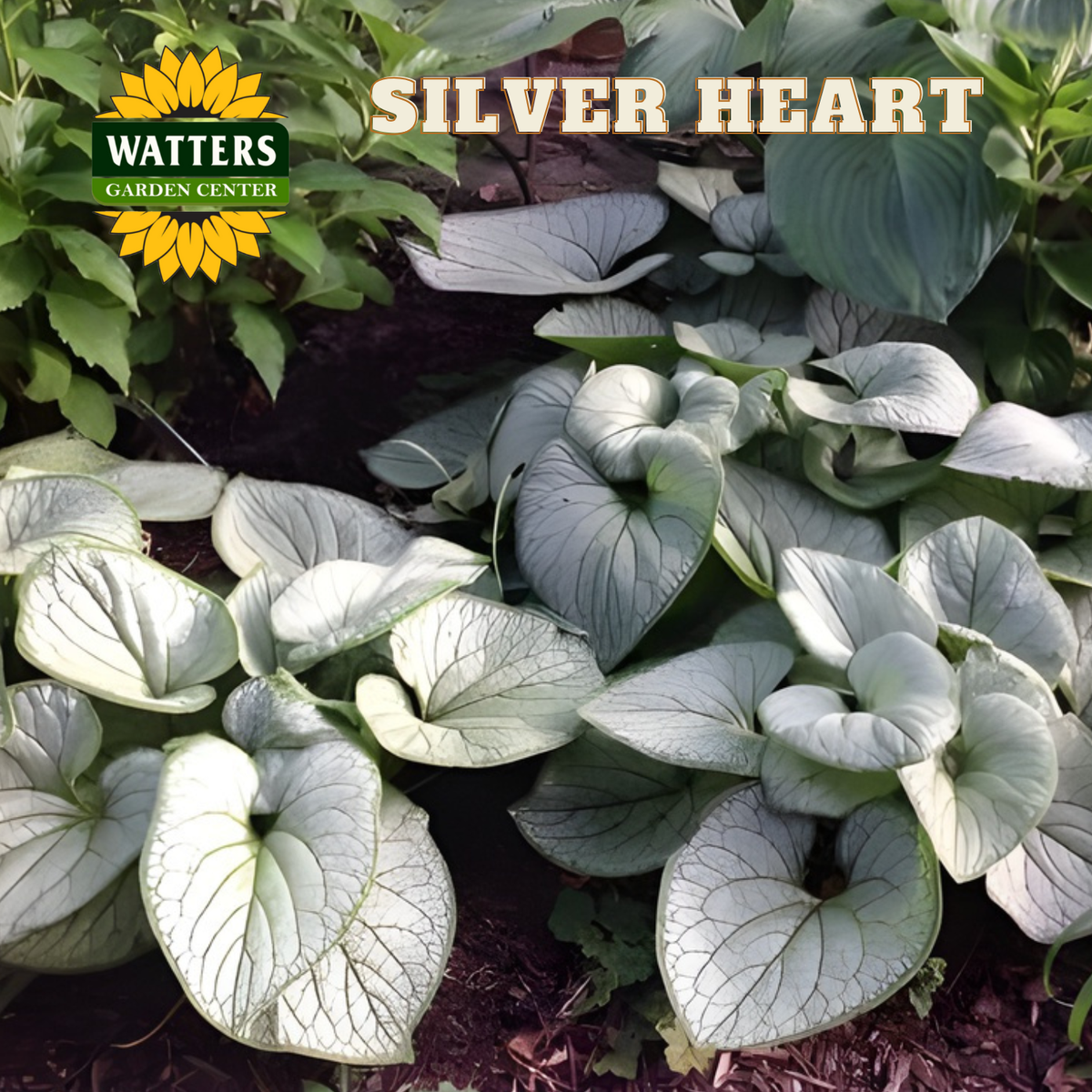 Silver heart plant with Watters Garden Center branding