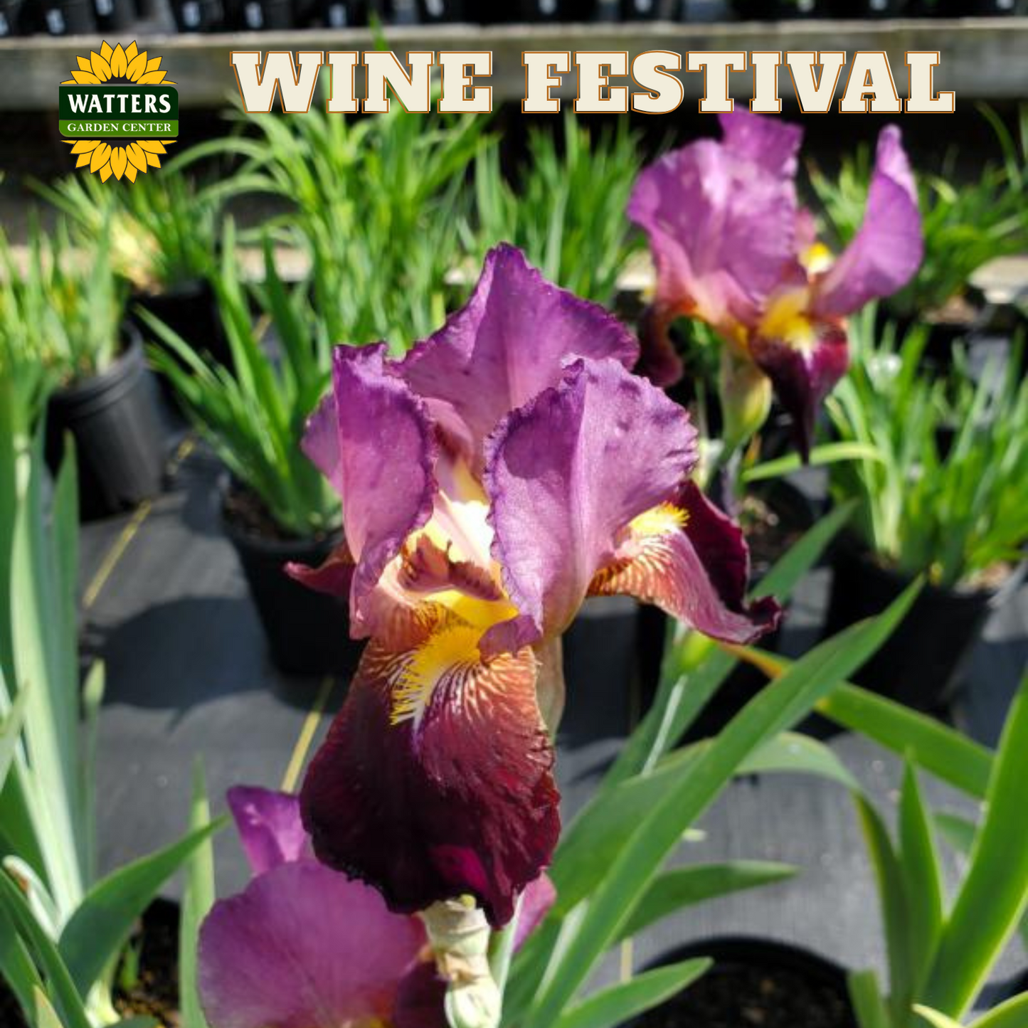 Wine Festival Bearded Iris - Reblooming