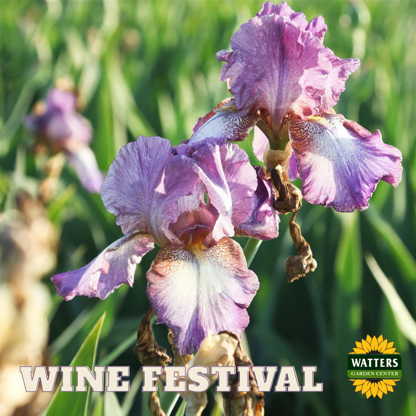 Wine Festival Bearded Iris - Reblooming