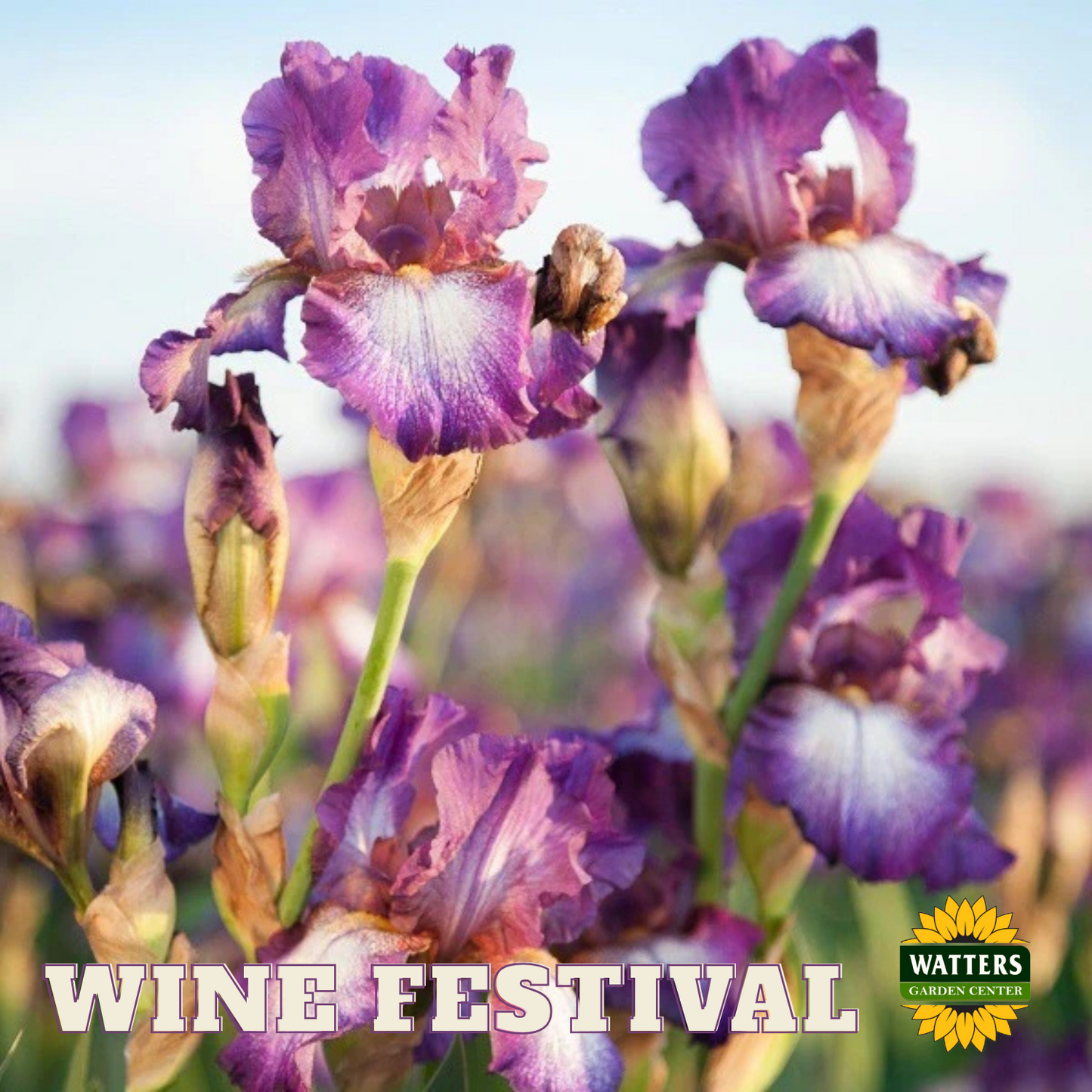 Wine Festival Bearded Iris - Reblooming