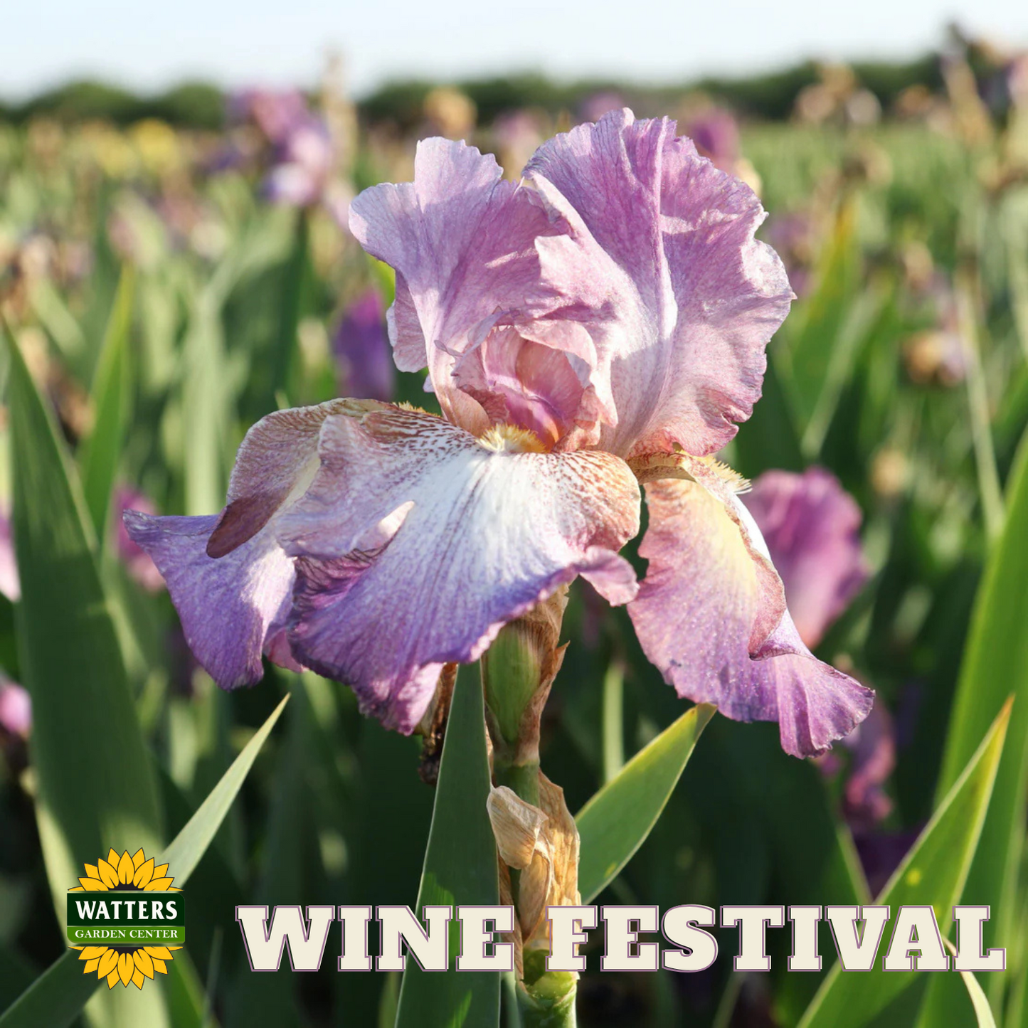 Wine Festival Bearded Iris - Reblooming