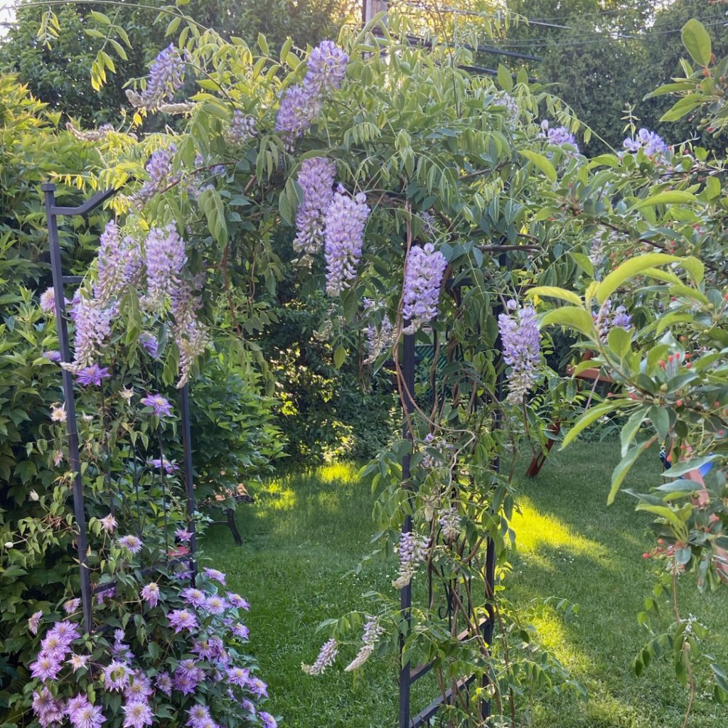 SUMMER CASCADE WISTERIA 2gal