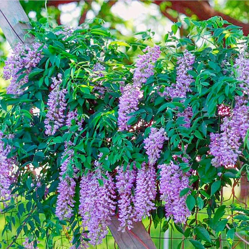 SUMMER CASCADE WISTERIA 2gal
