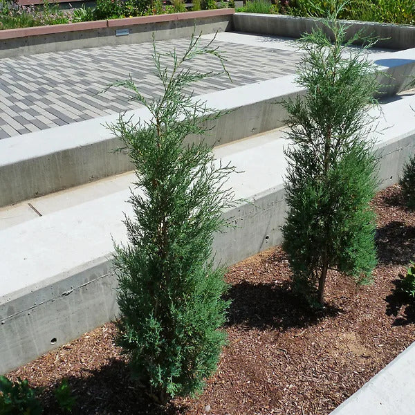 WOODWARD JUNIPER TREE 5gal