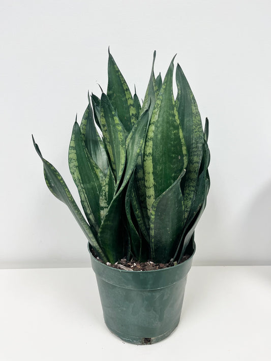 WHITNEY SNAKE PLANT 6in